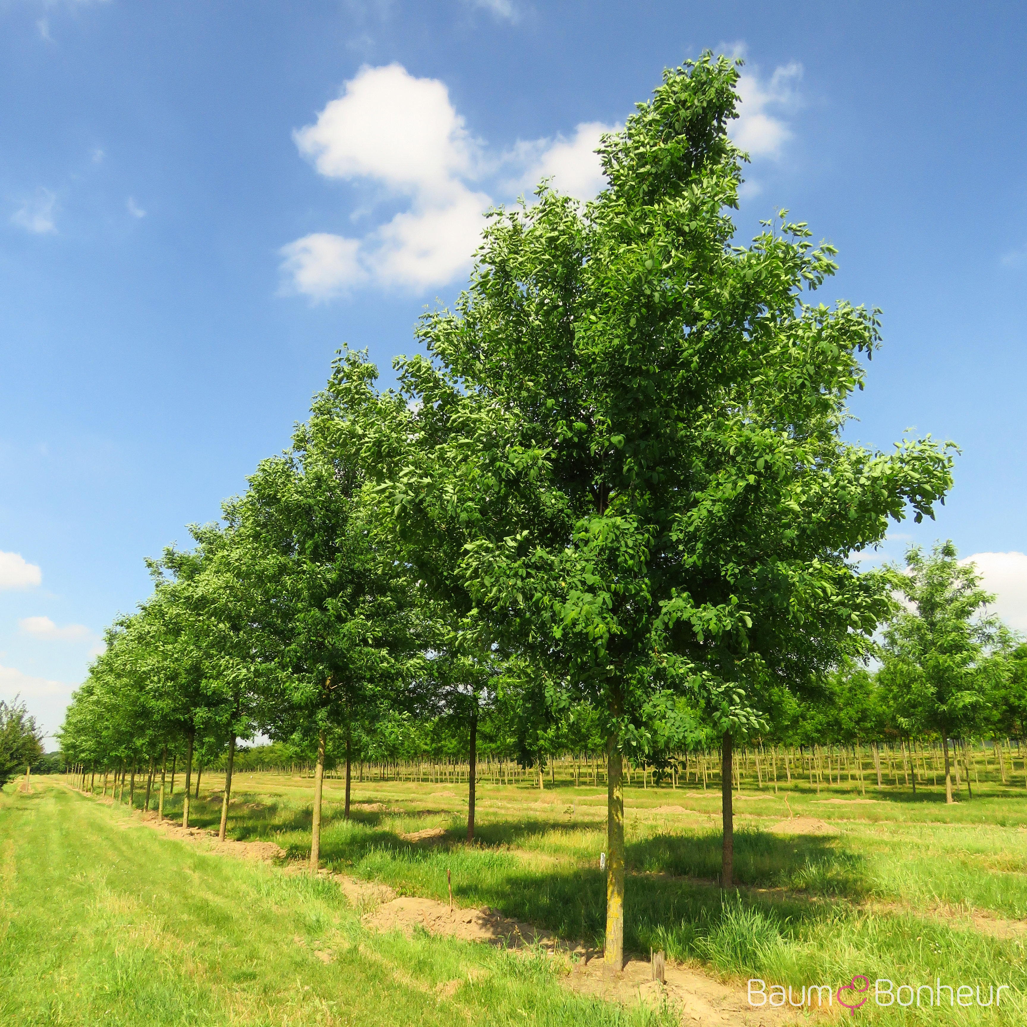 Robinia pseudoacacia 'Unifoliola'