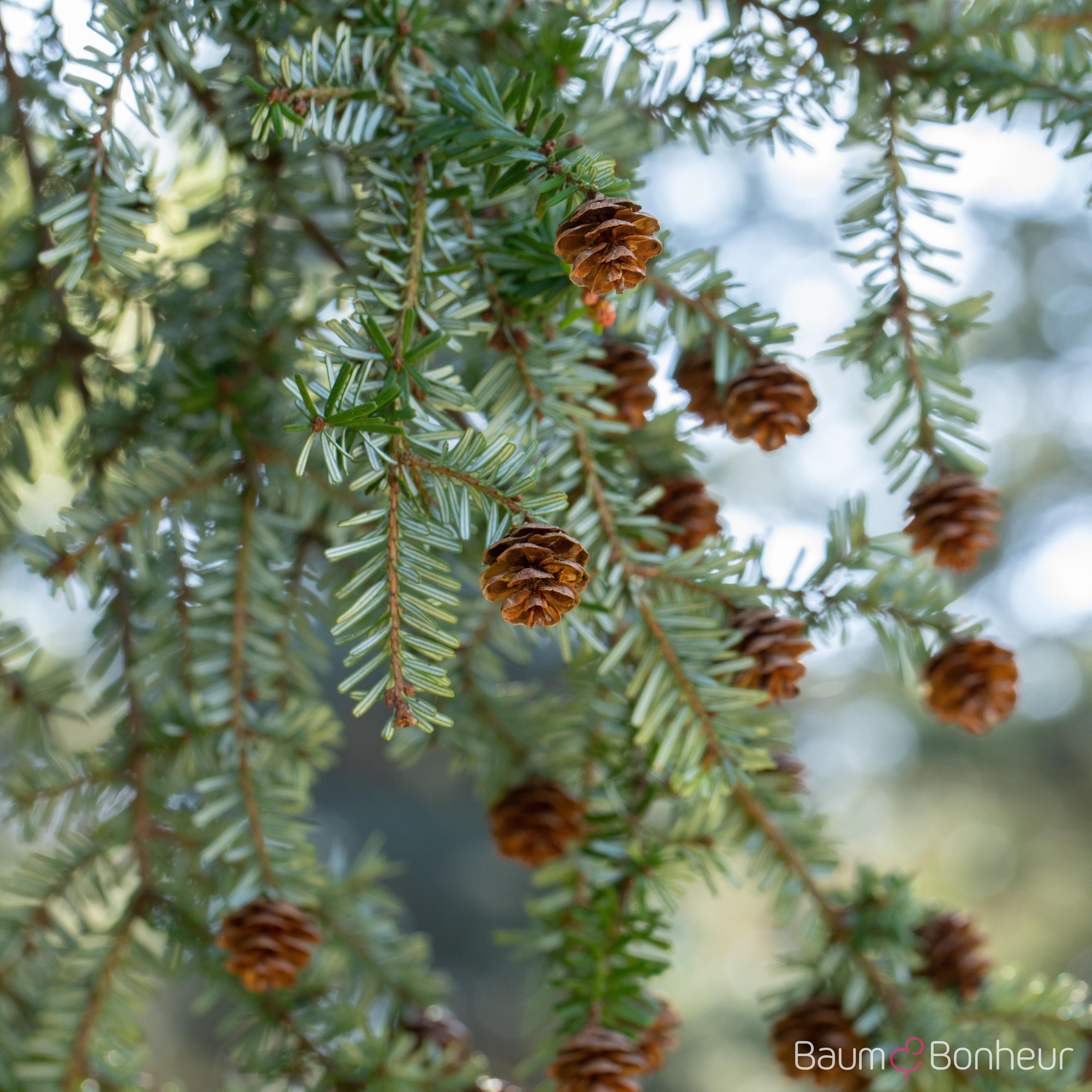 Tsuga canadensis