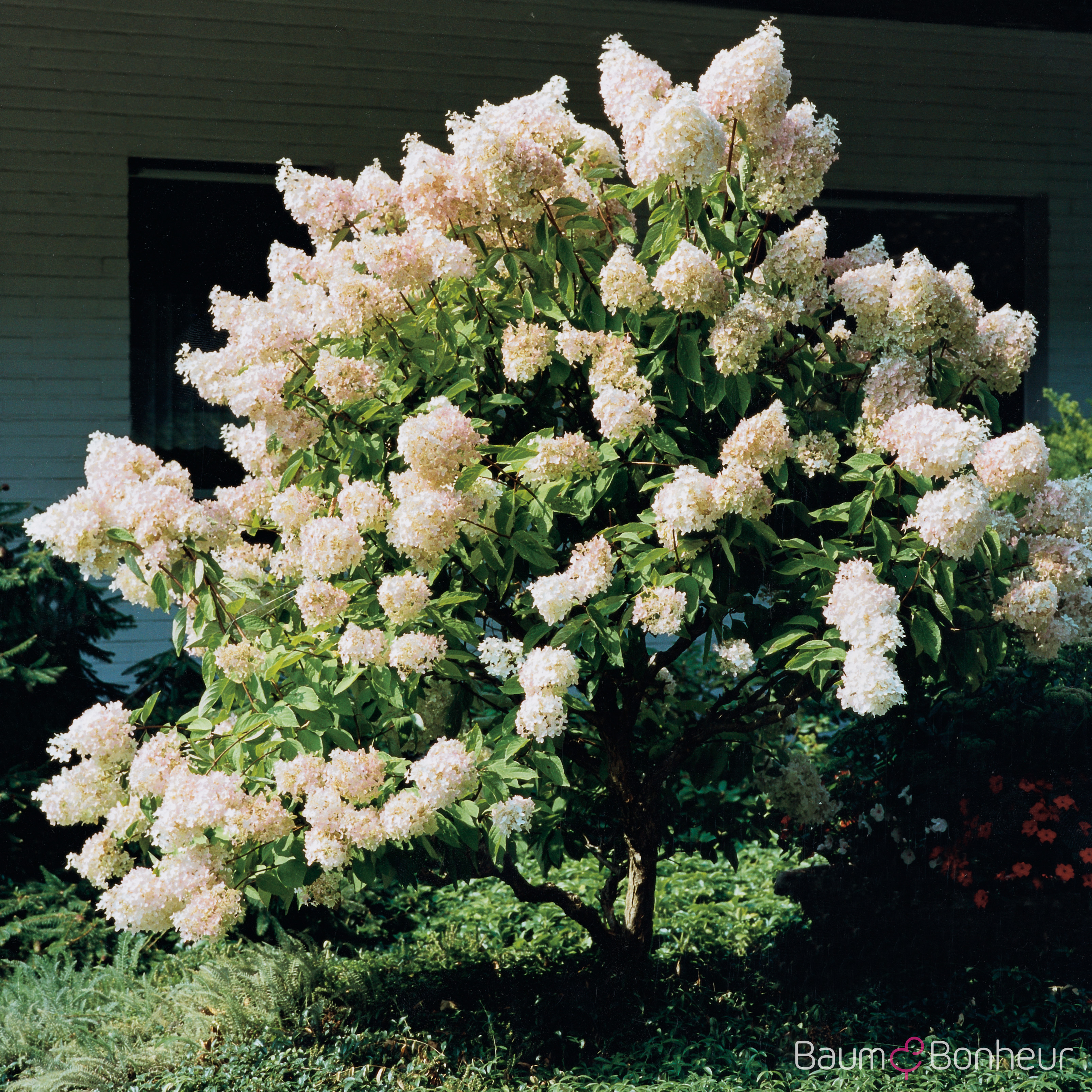 Hydrangea paniculata 'Grandiflora'