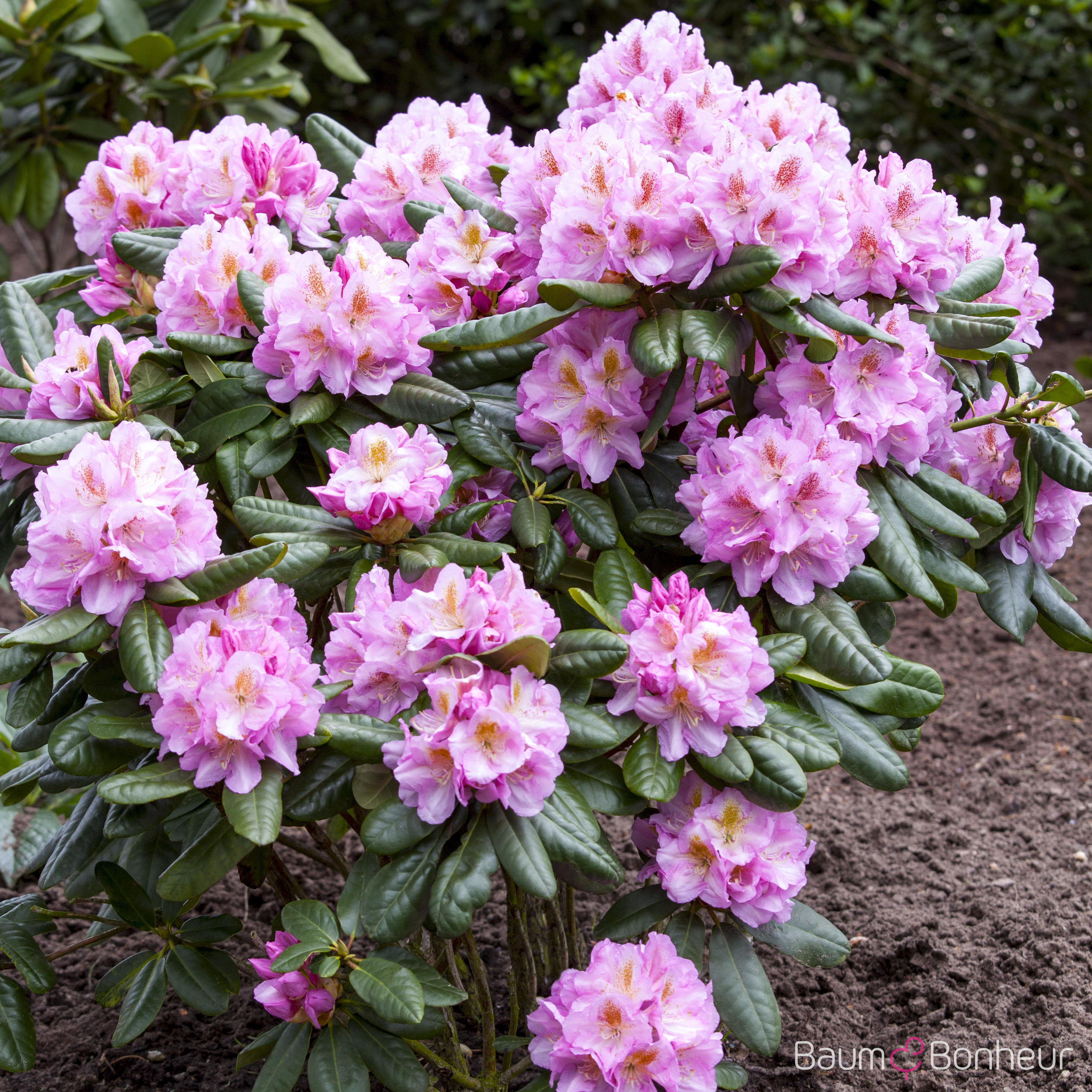 Rhododendron 'Scintillation'