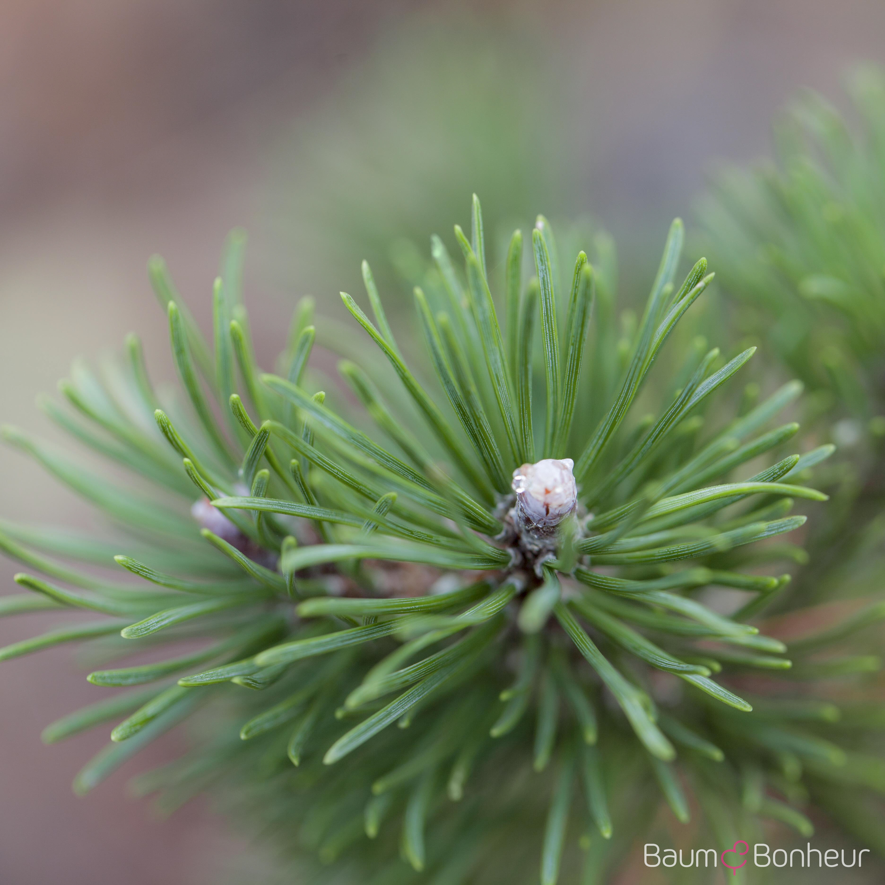 Pinus mugo