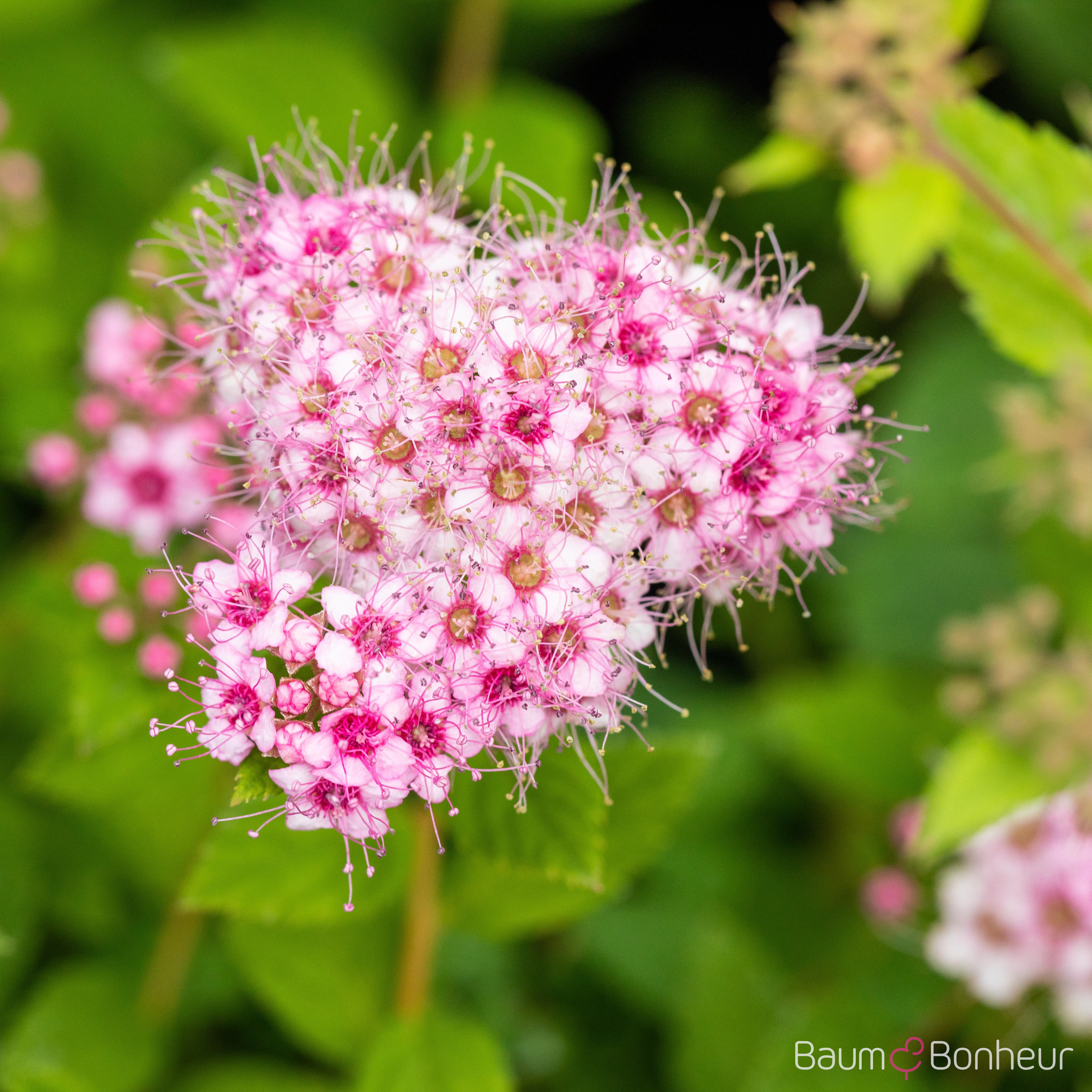 Spiraea japonica 'Little Princess'