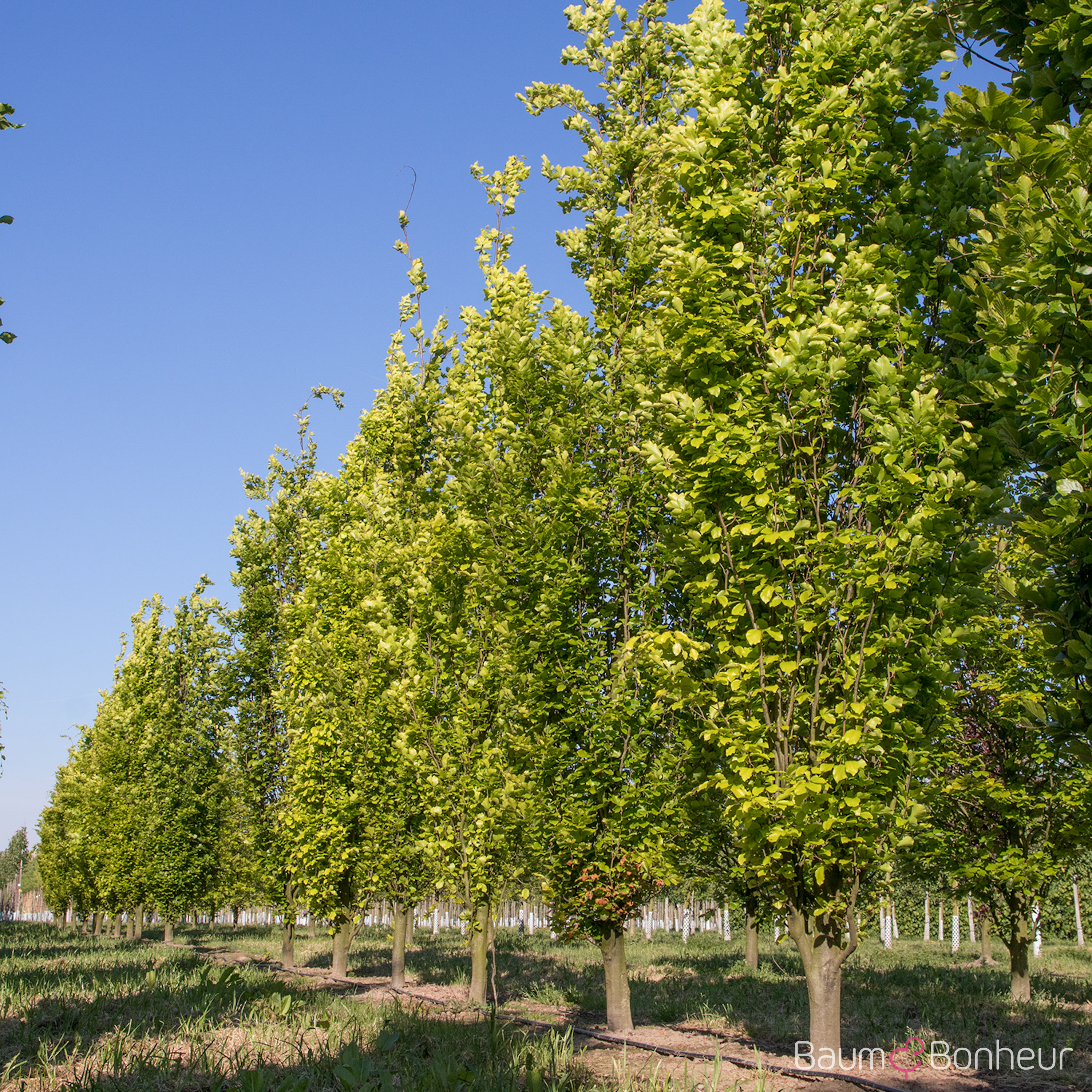 Fagus sylvatica 'Dawyck Gold'