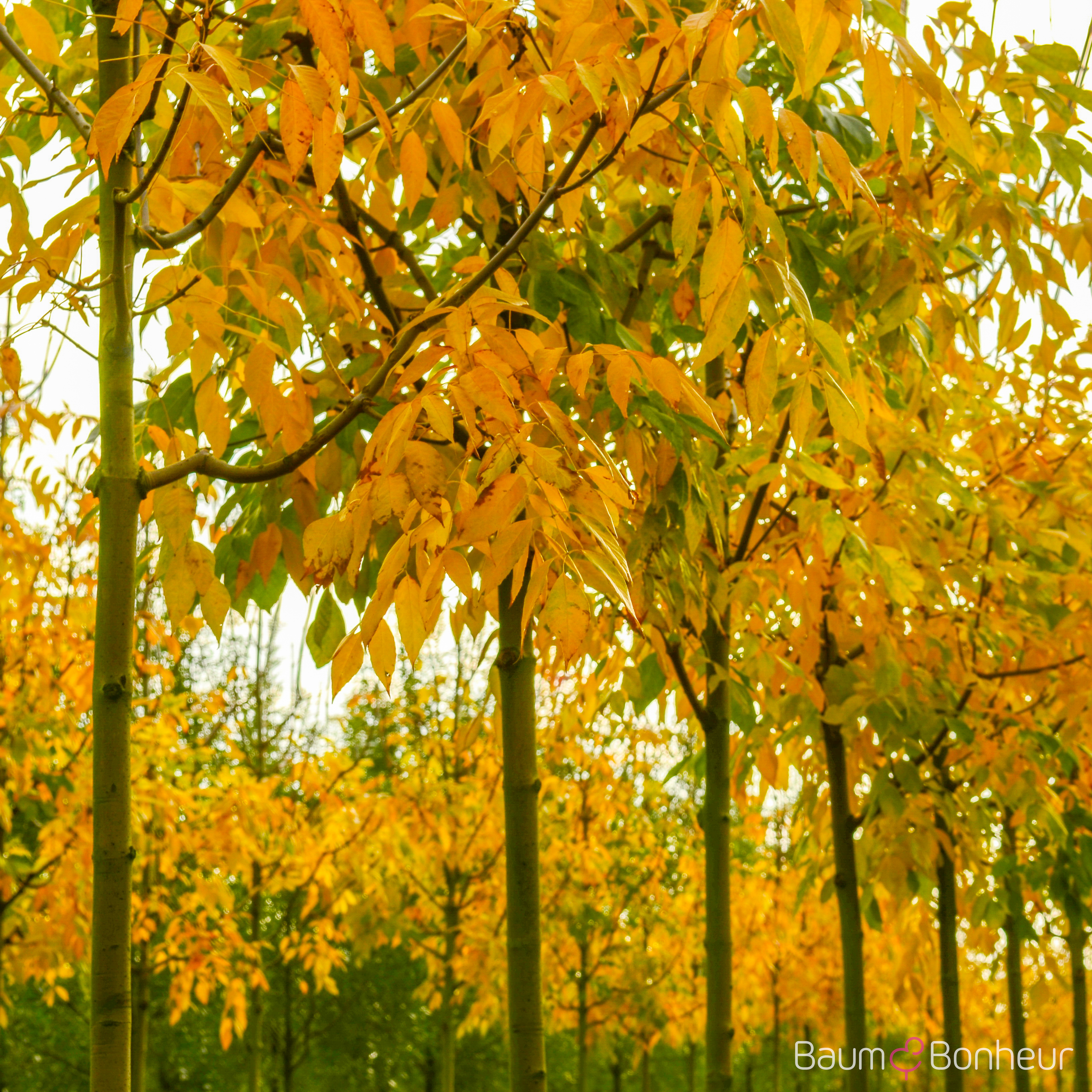 Fraxinus americana 'Skyline'