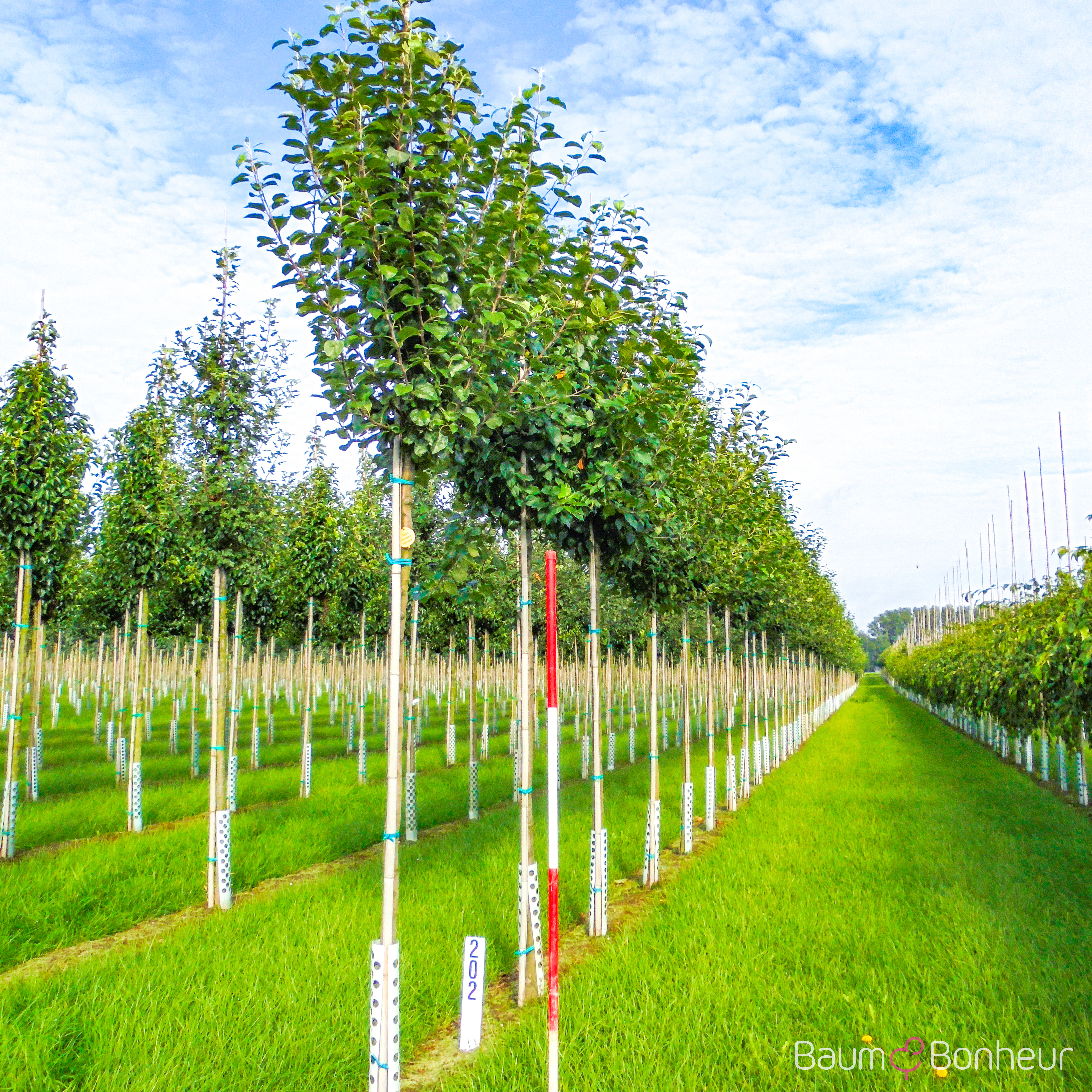 Malus sylvestris