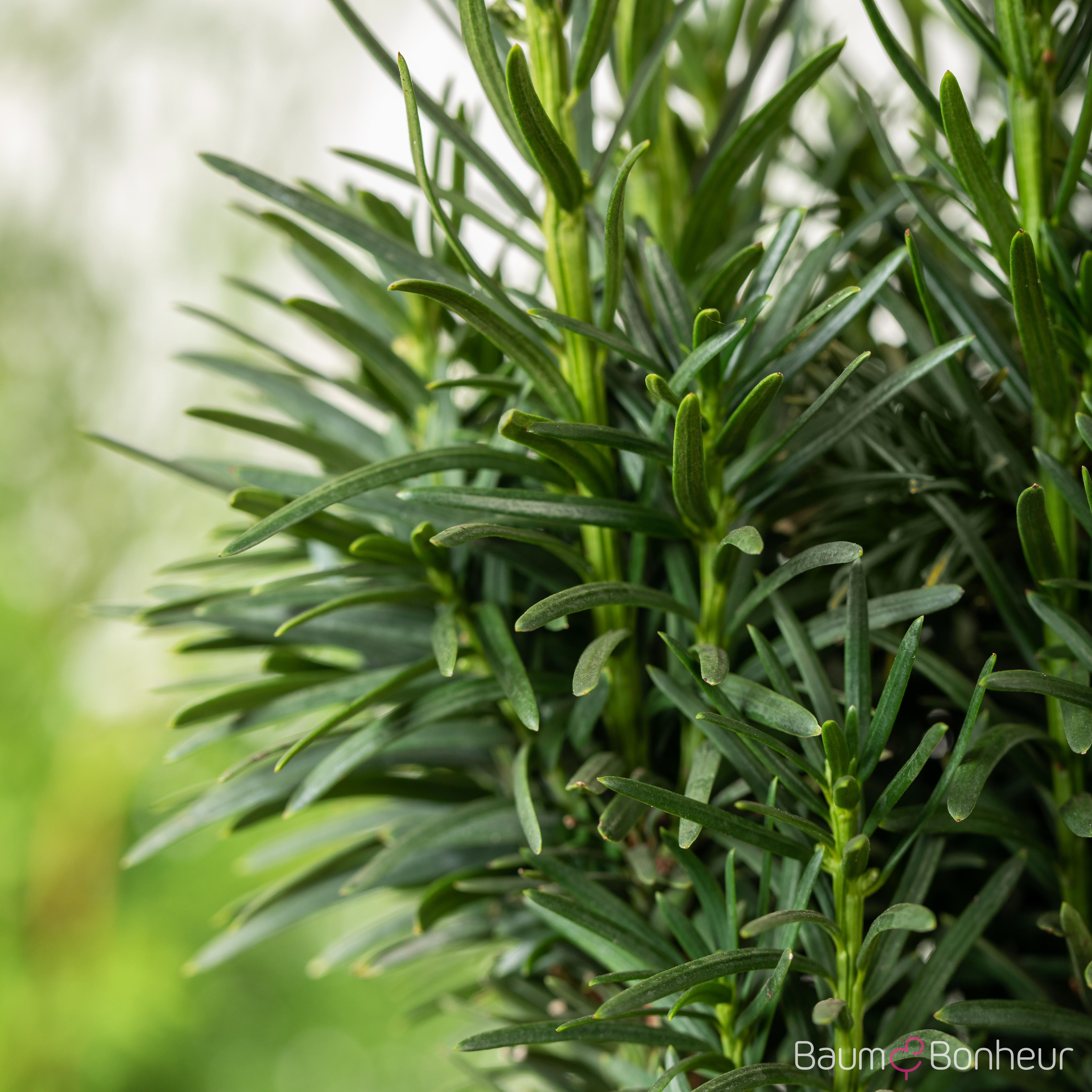 Taxus baccata 'Fastigiata Robusta'