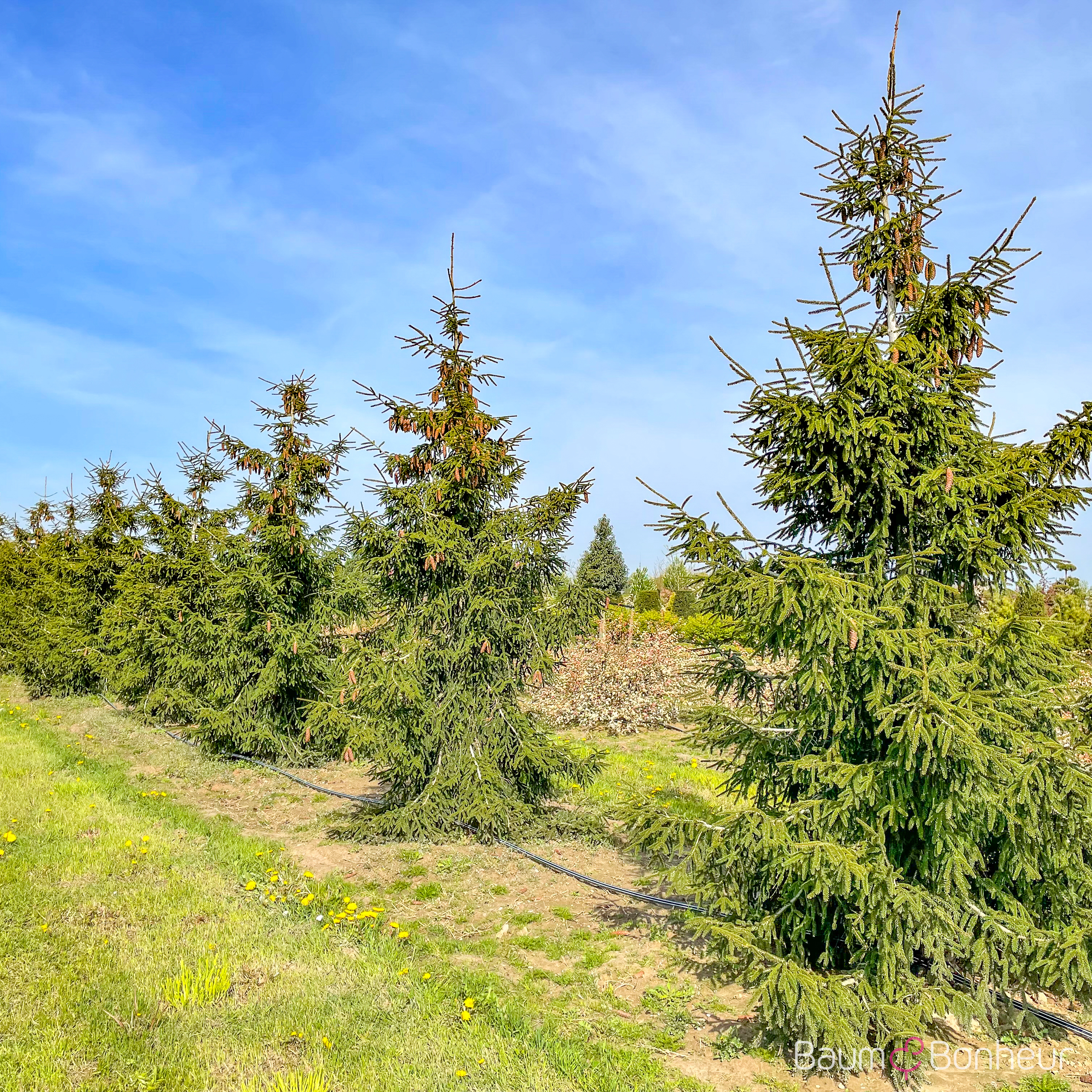 Picea orientalis 'Aureospicata'