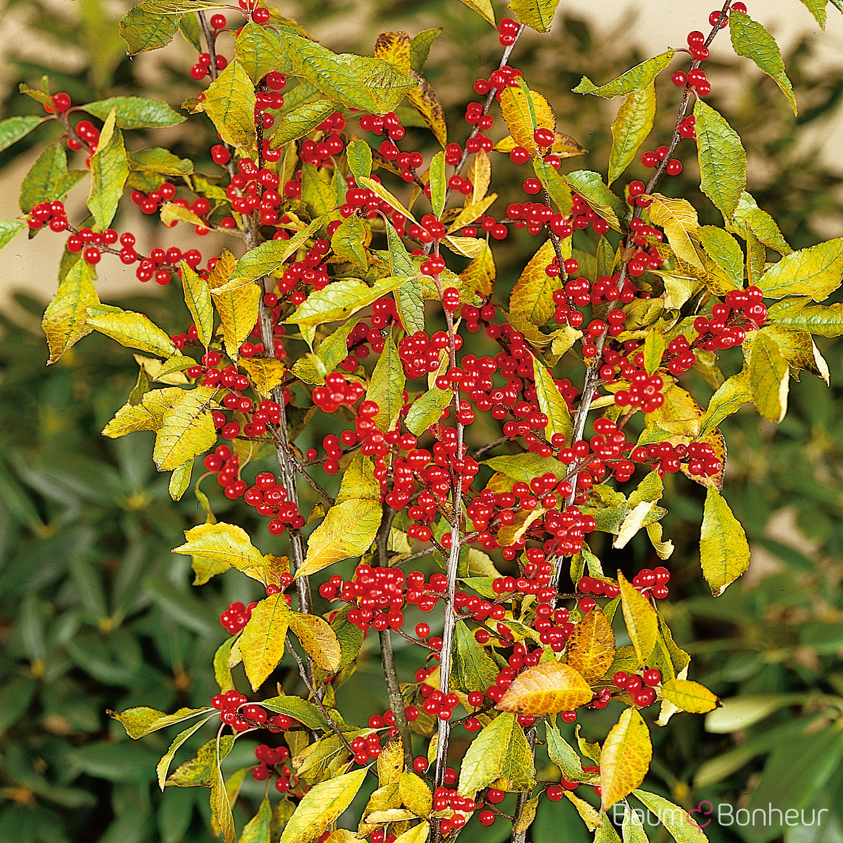 Ilex verticillata