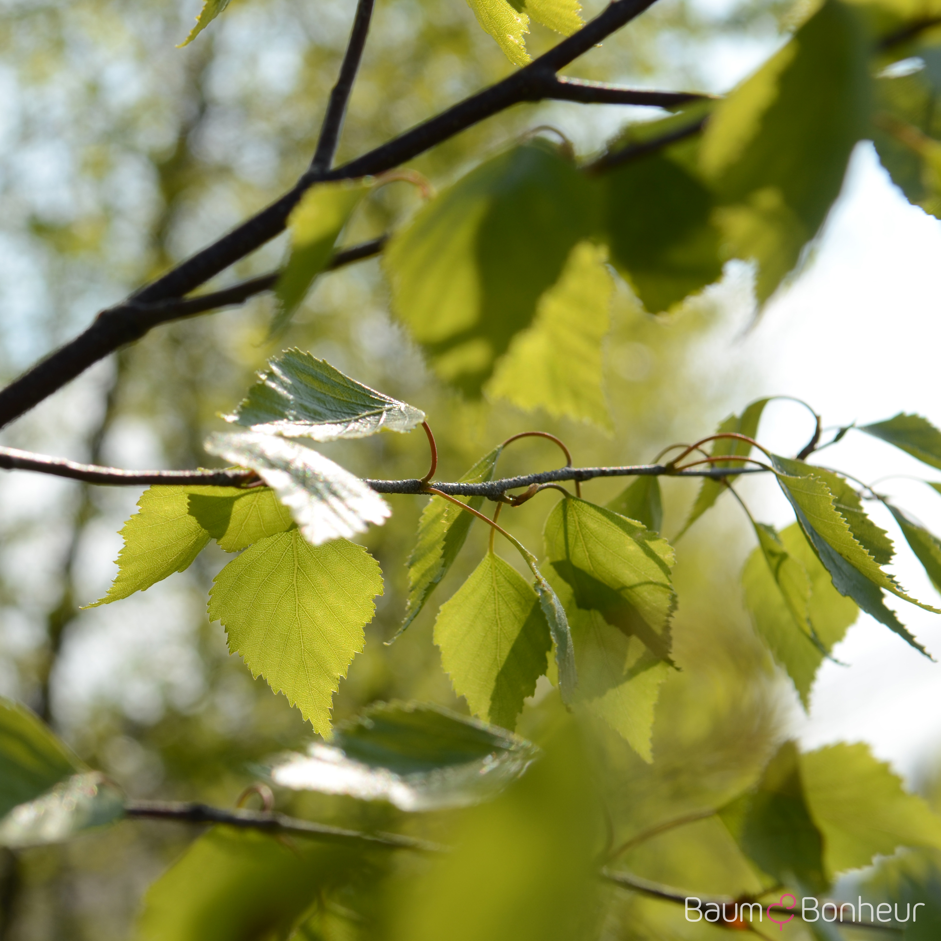 Betula nigra