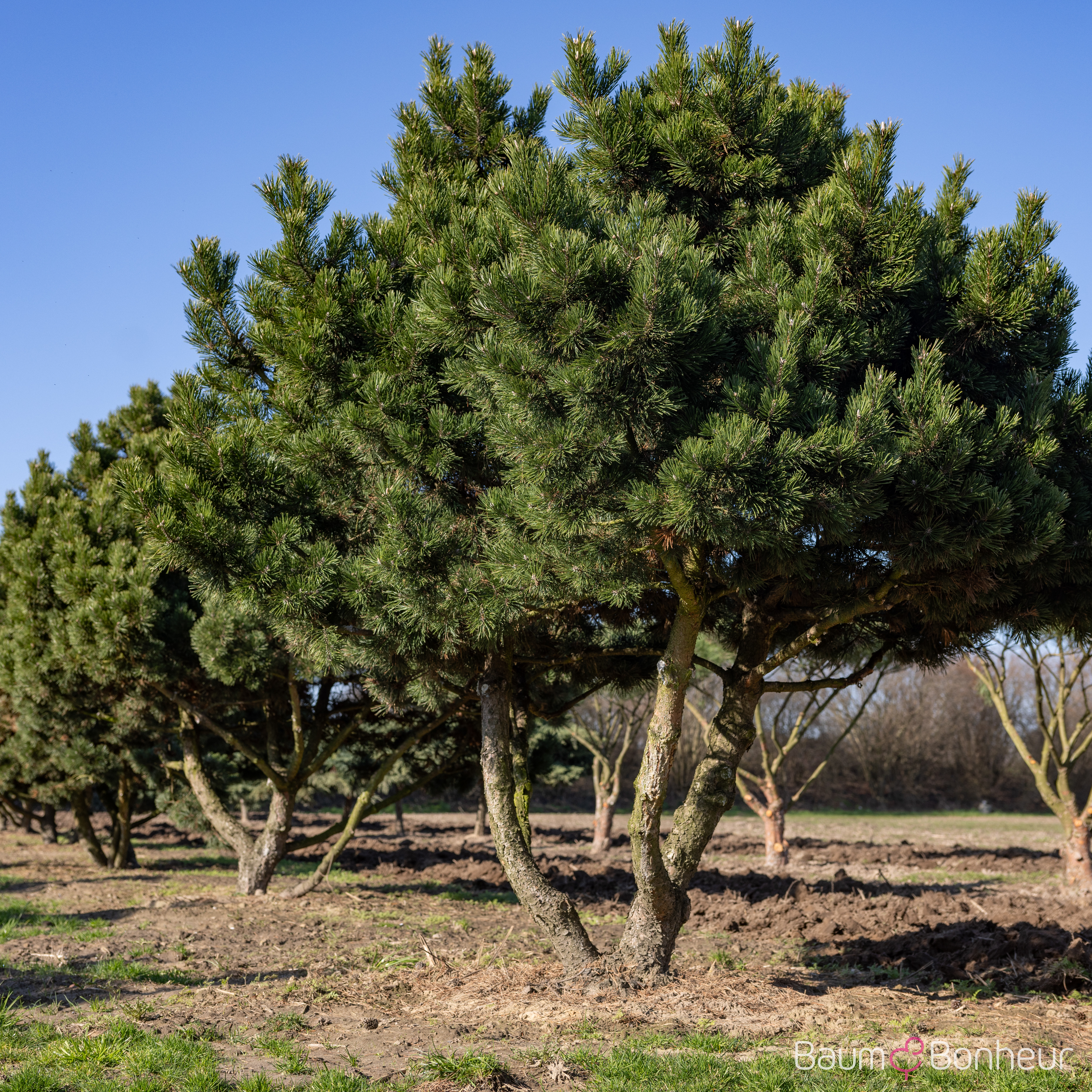 Pinus mugo 'Gnom'