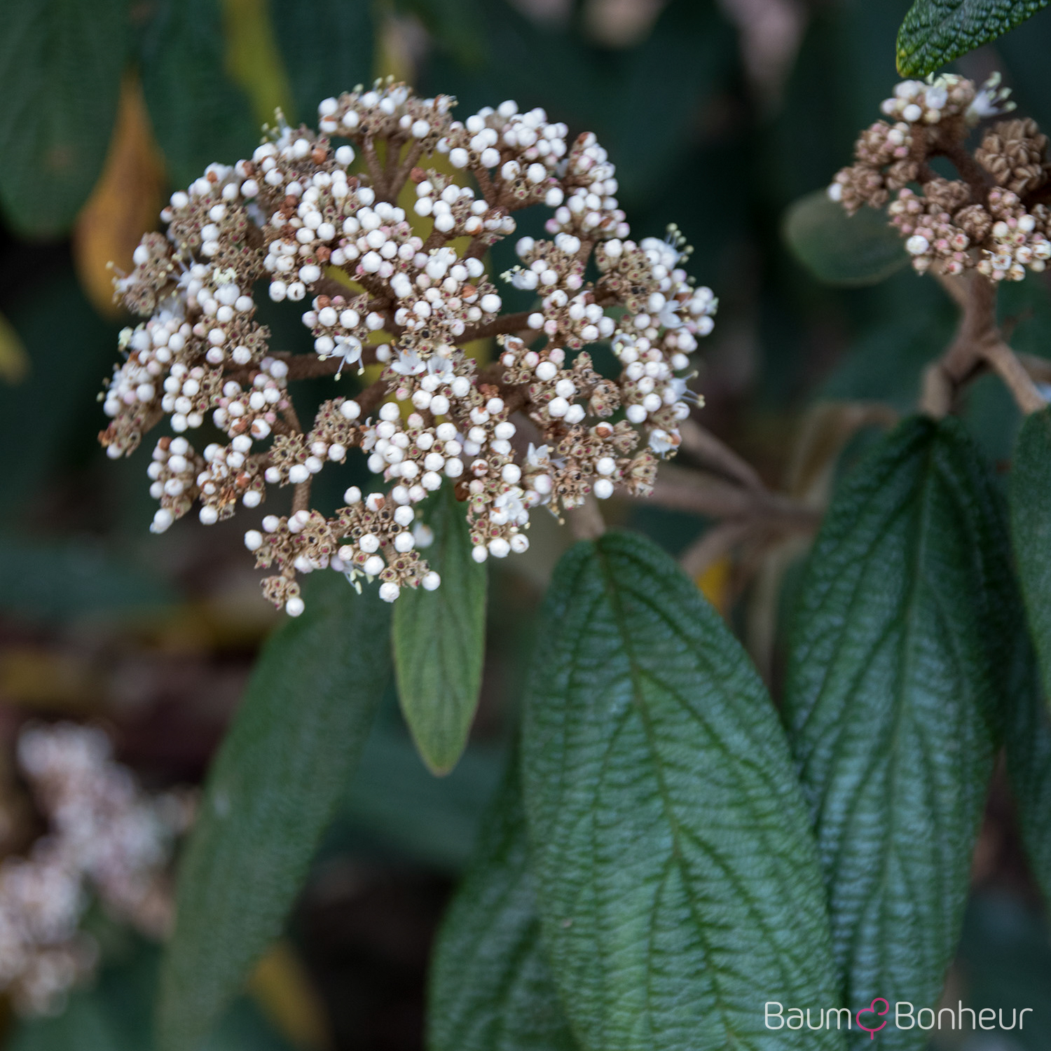 Viburnum rhytidophyllum