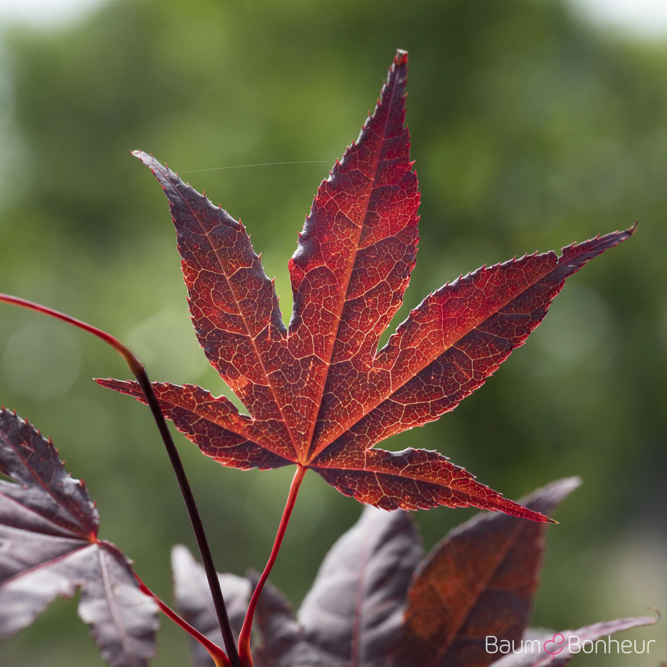 Acer palmatum 'Bloodgood'