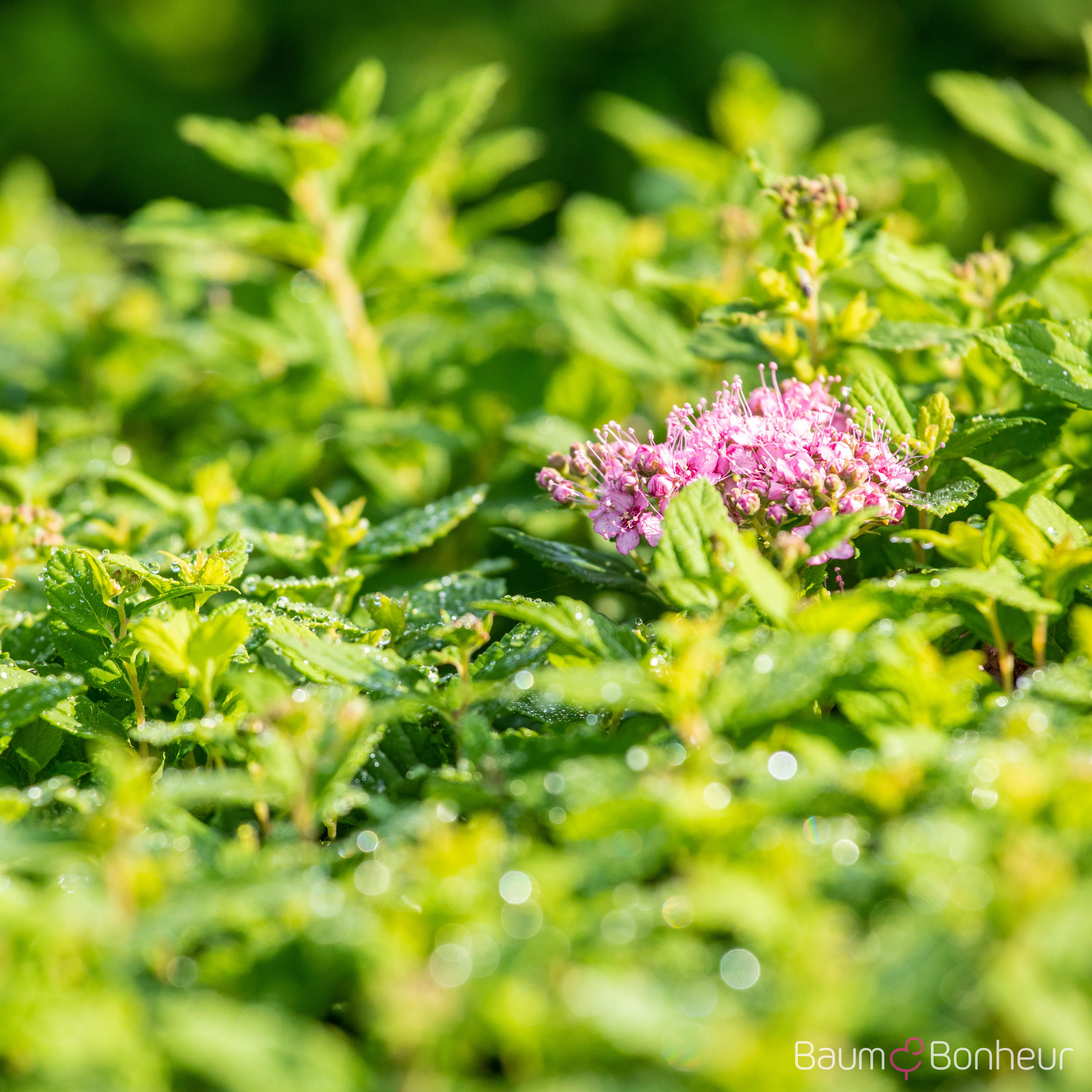 Spiraea japonica 'Little Princess'
