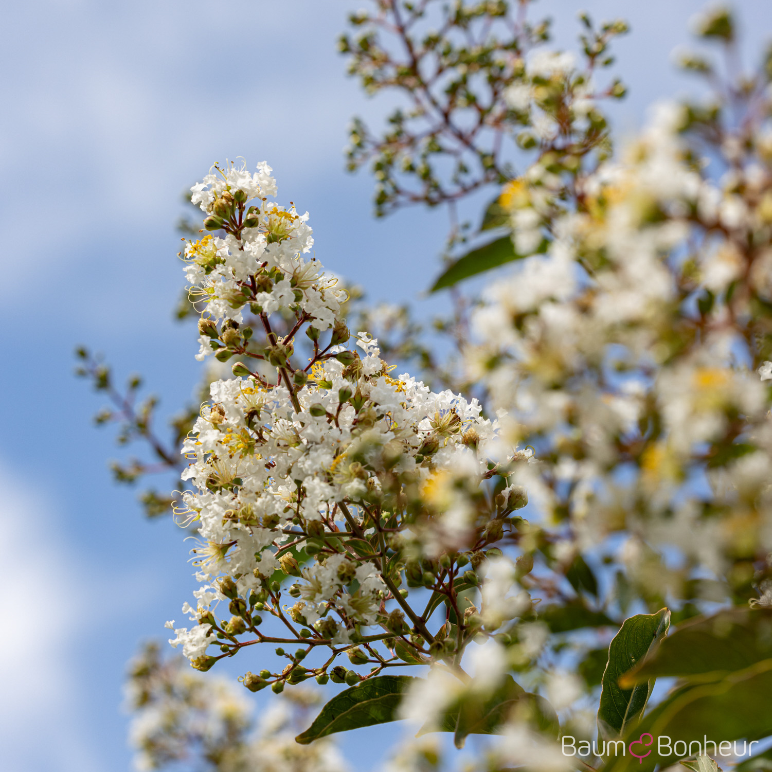 Lagerstroemia indica 'Natchez'