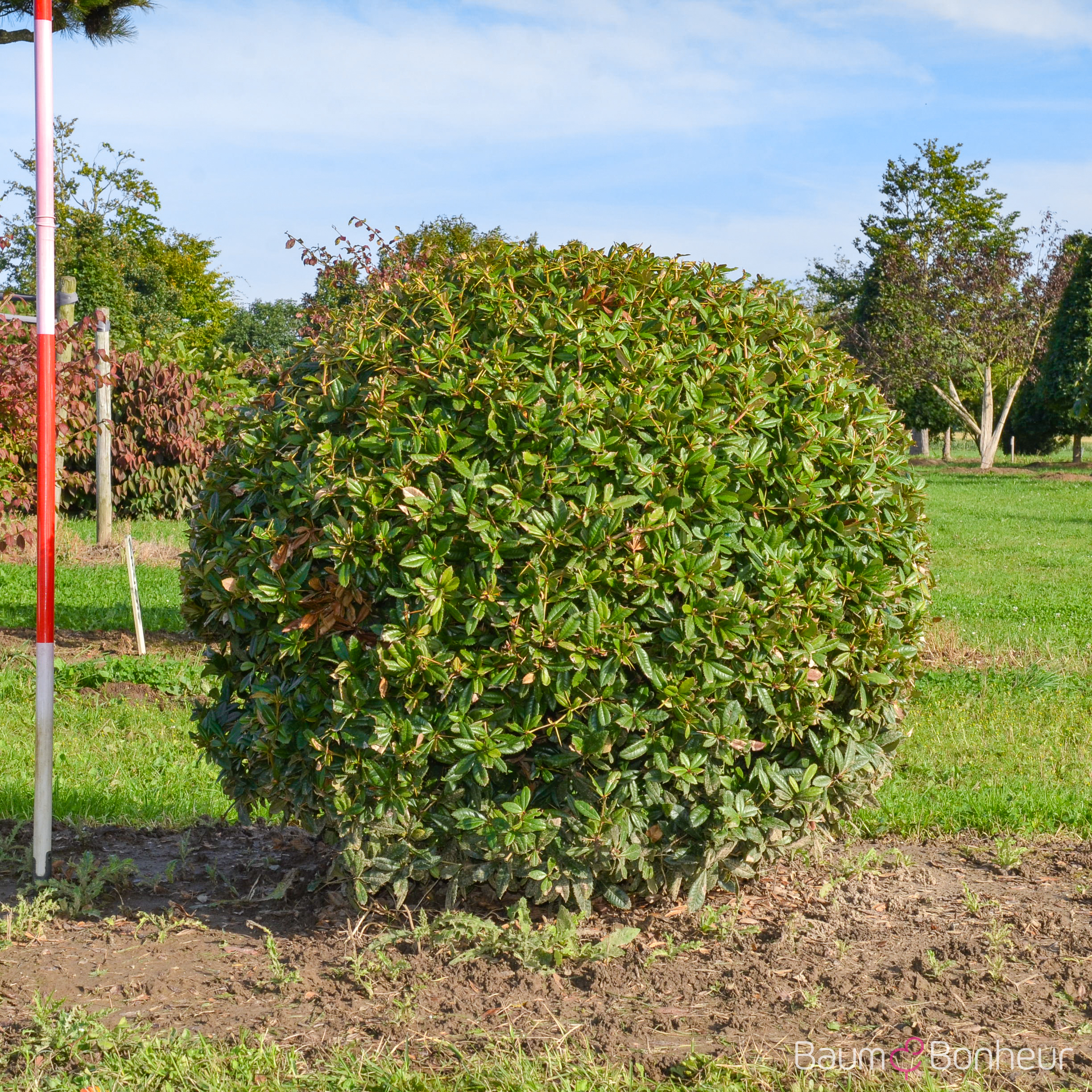 Berberis julianae