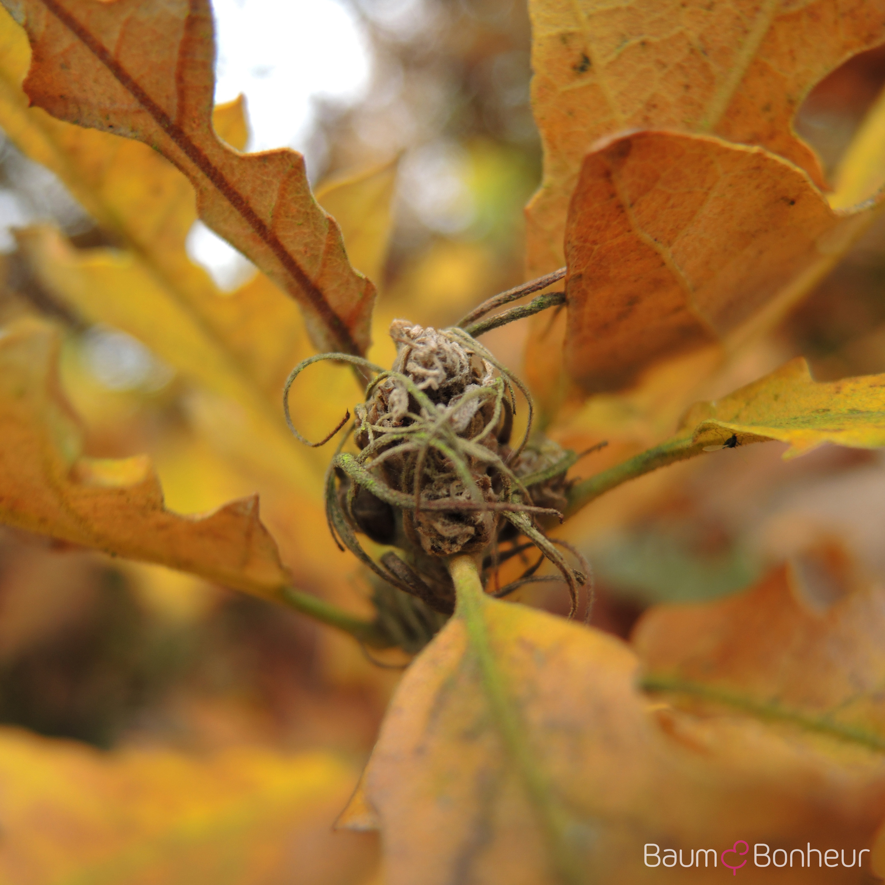 Quercus cerris