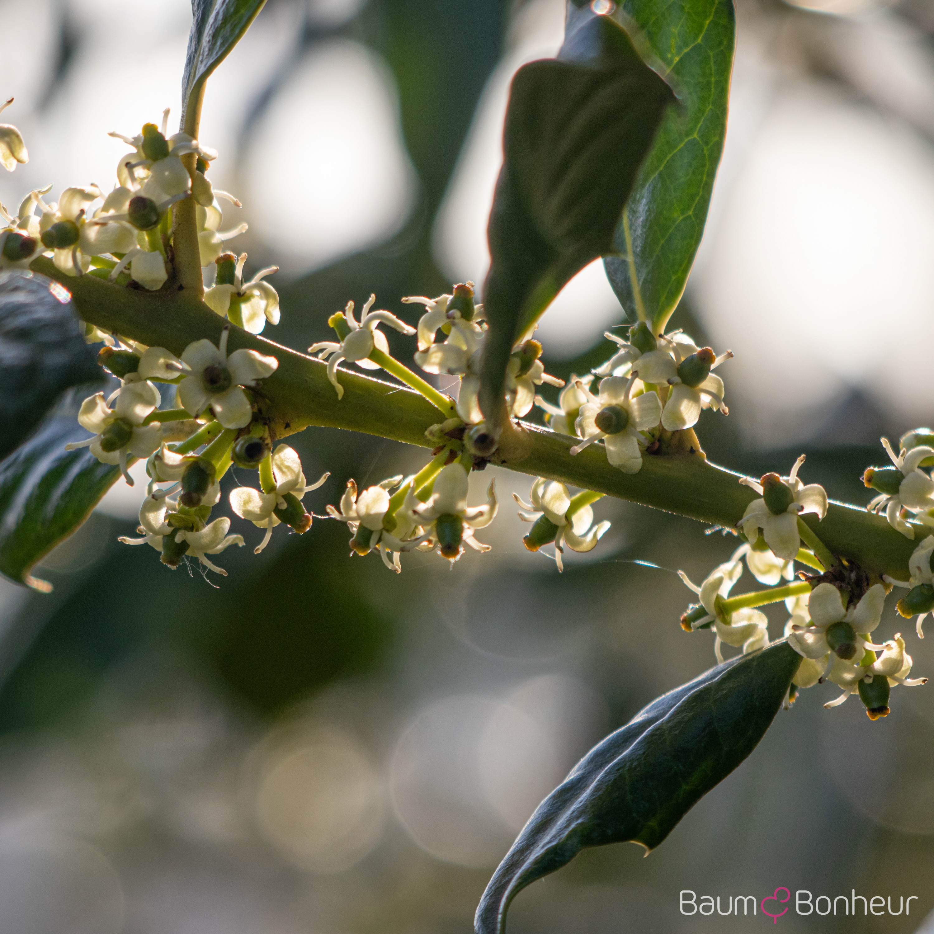 Ilex aquifolium