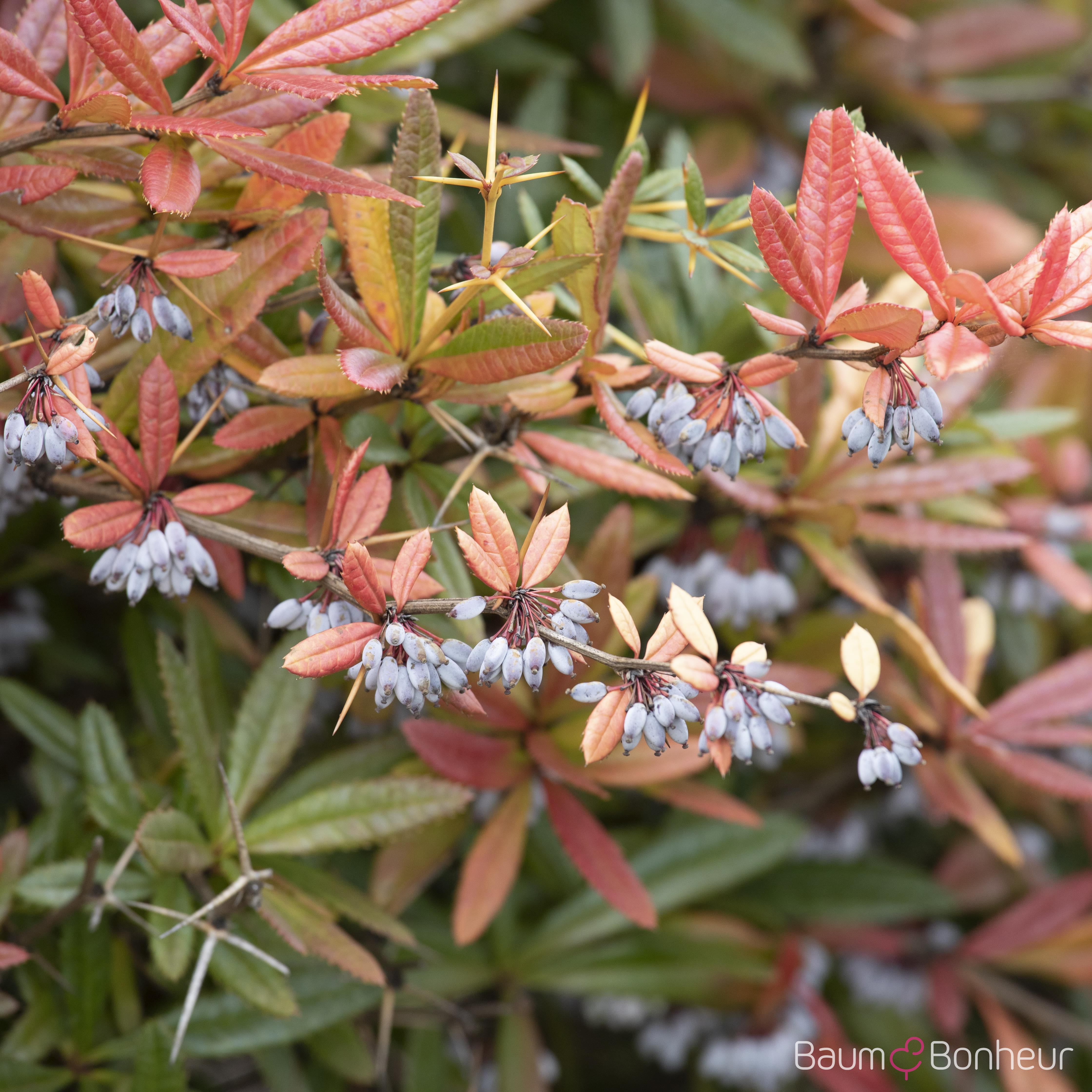 Berberis gagnepainii 'Klugowski'