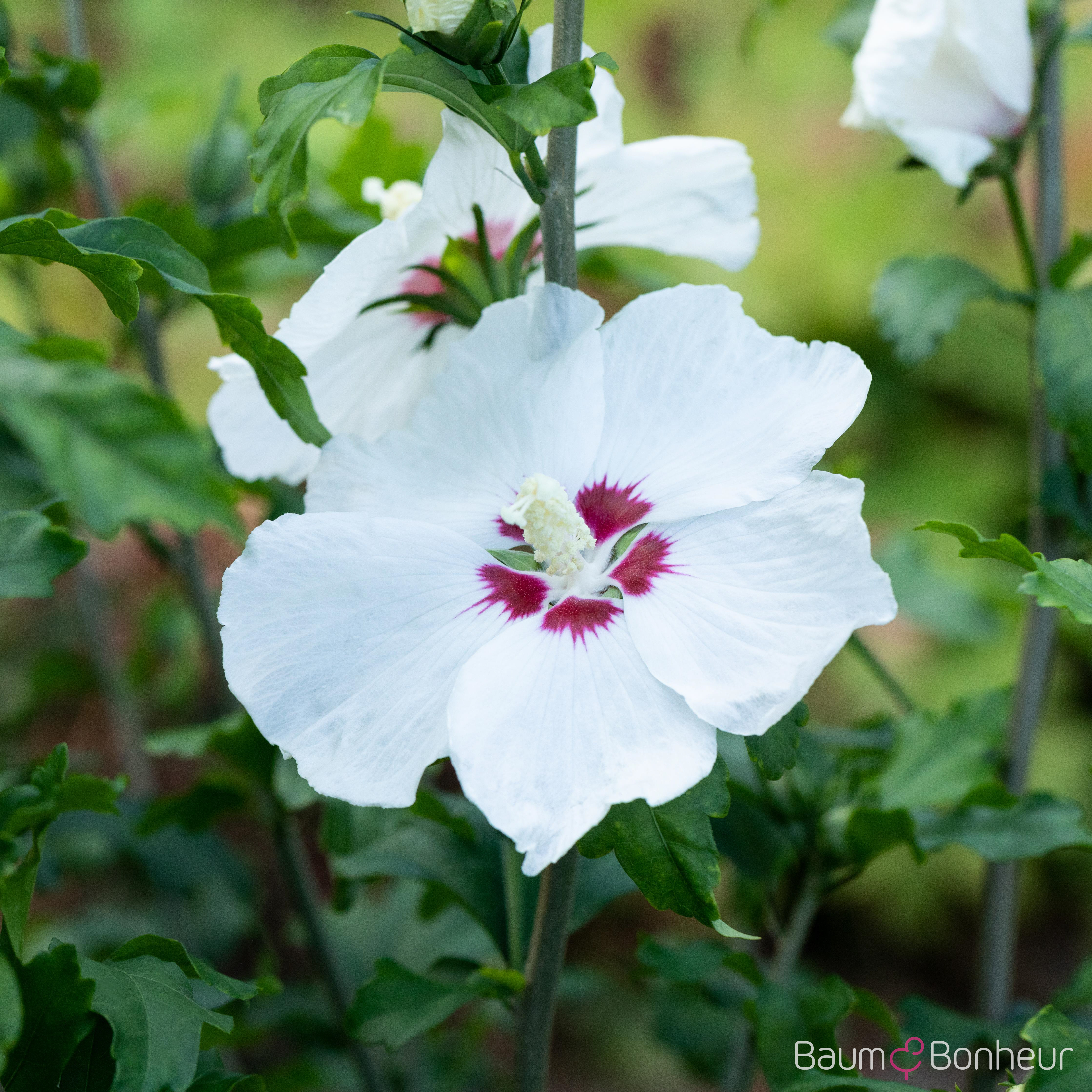 Hibiscus syriacus 'Red Heart'