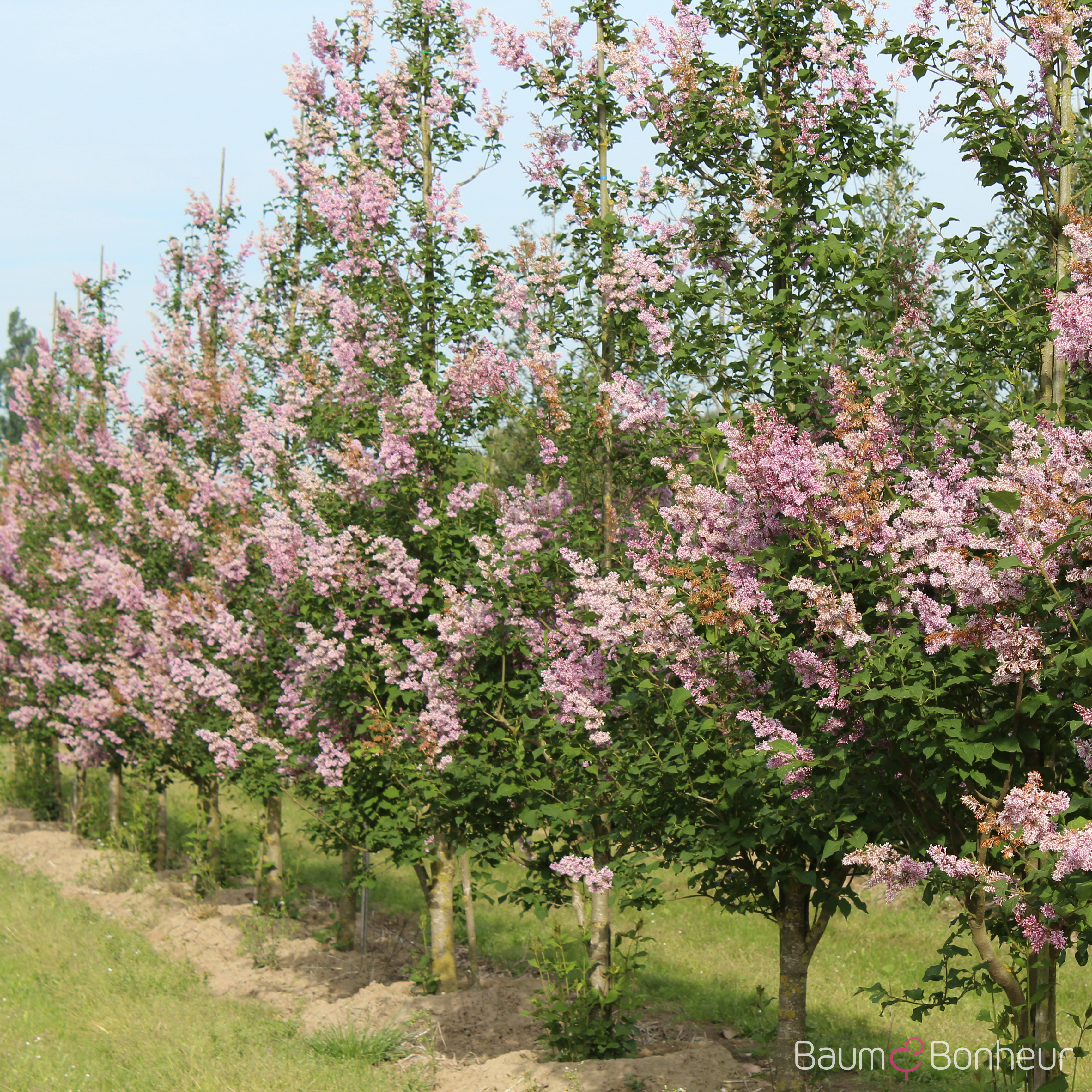 Syringa josikaea