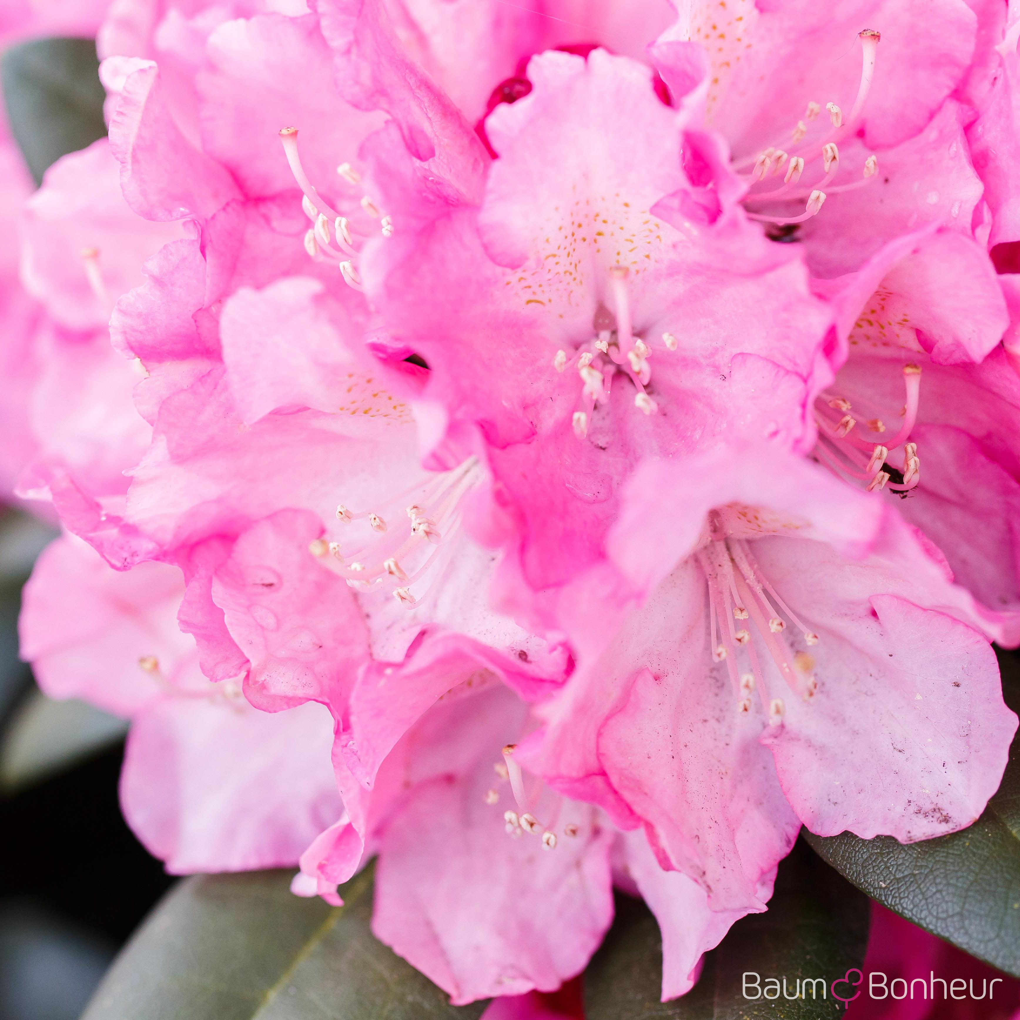 Rhododendron yakushimanum 'Polaris'
