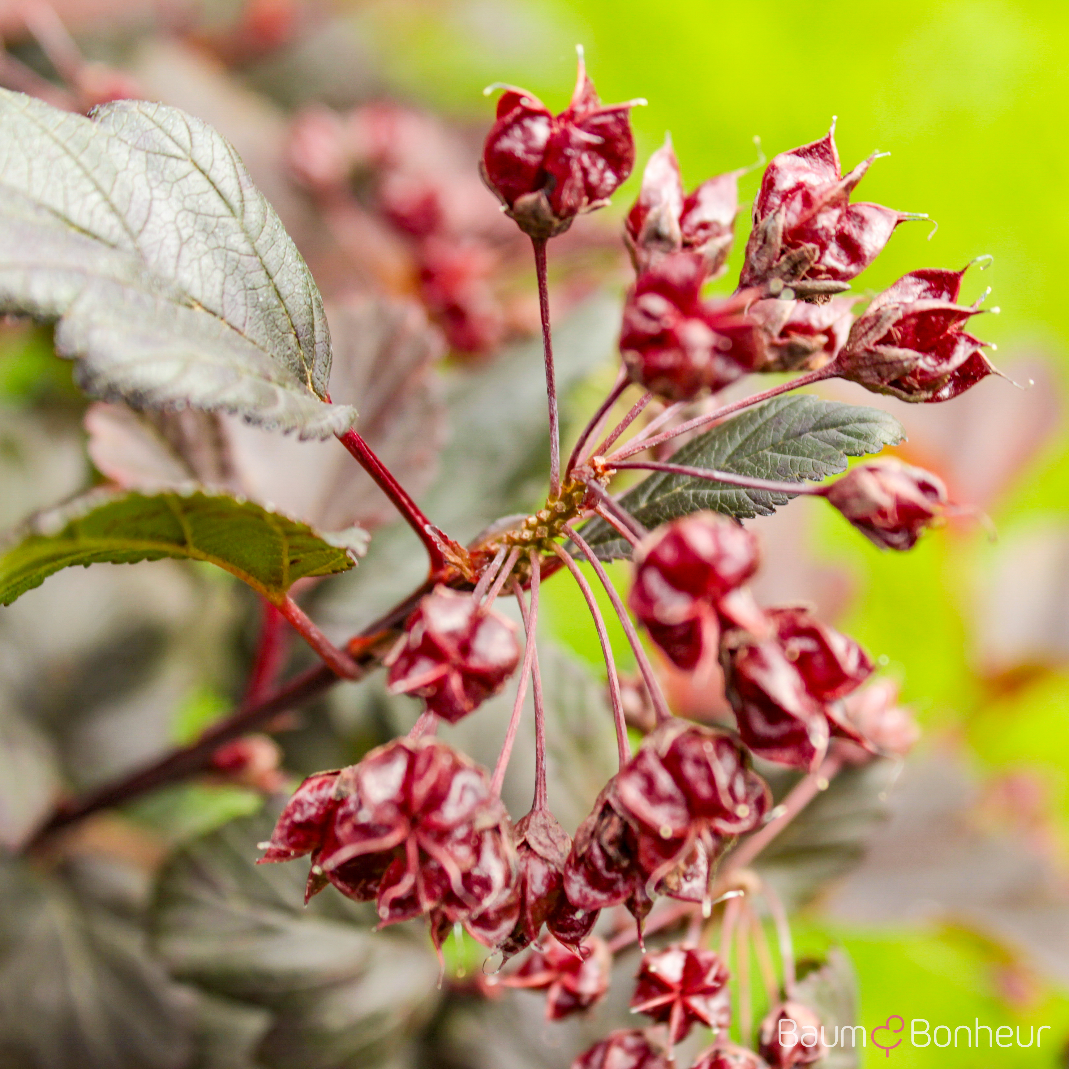 Physocarpus opulifolius 'Diabolo'