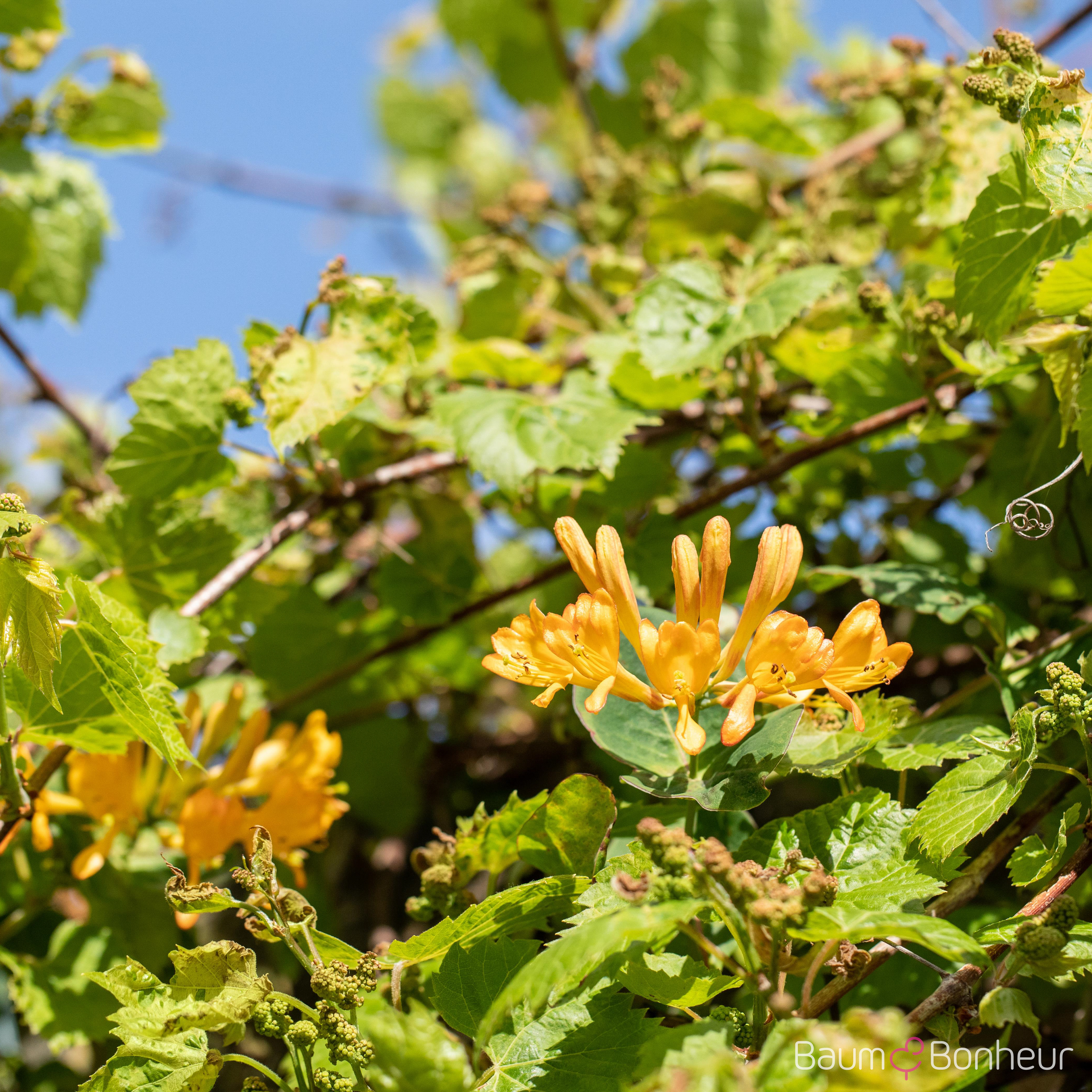 Lonicera tellmanniana