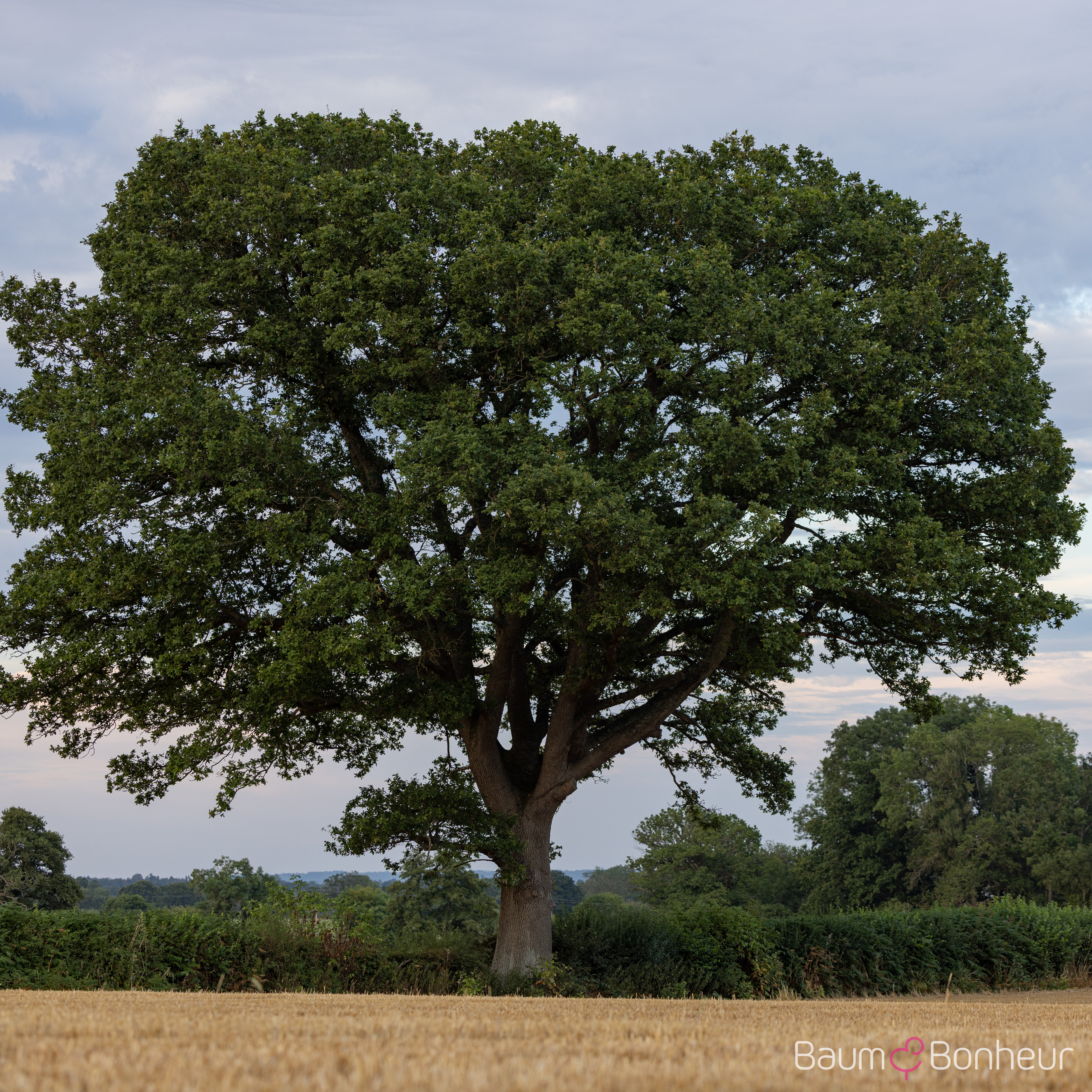Quercus robur