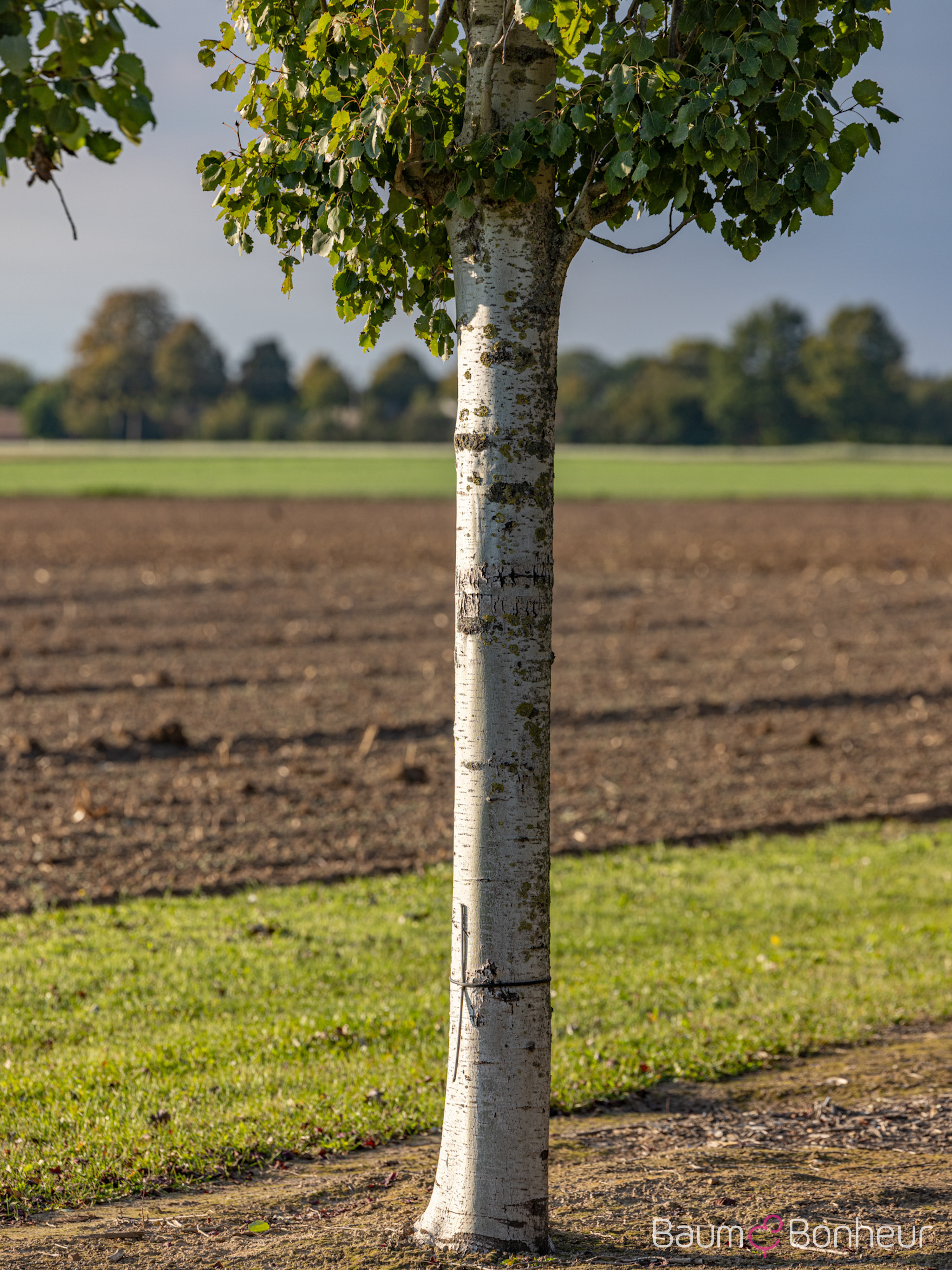 Populus tremula 'Erecta'