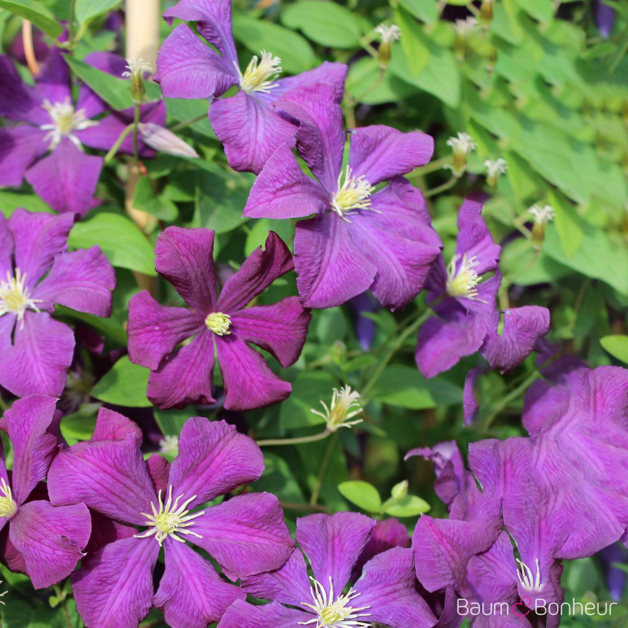 Clematis viticella 'Etoile Violette'