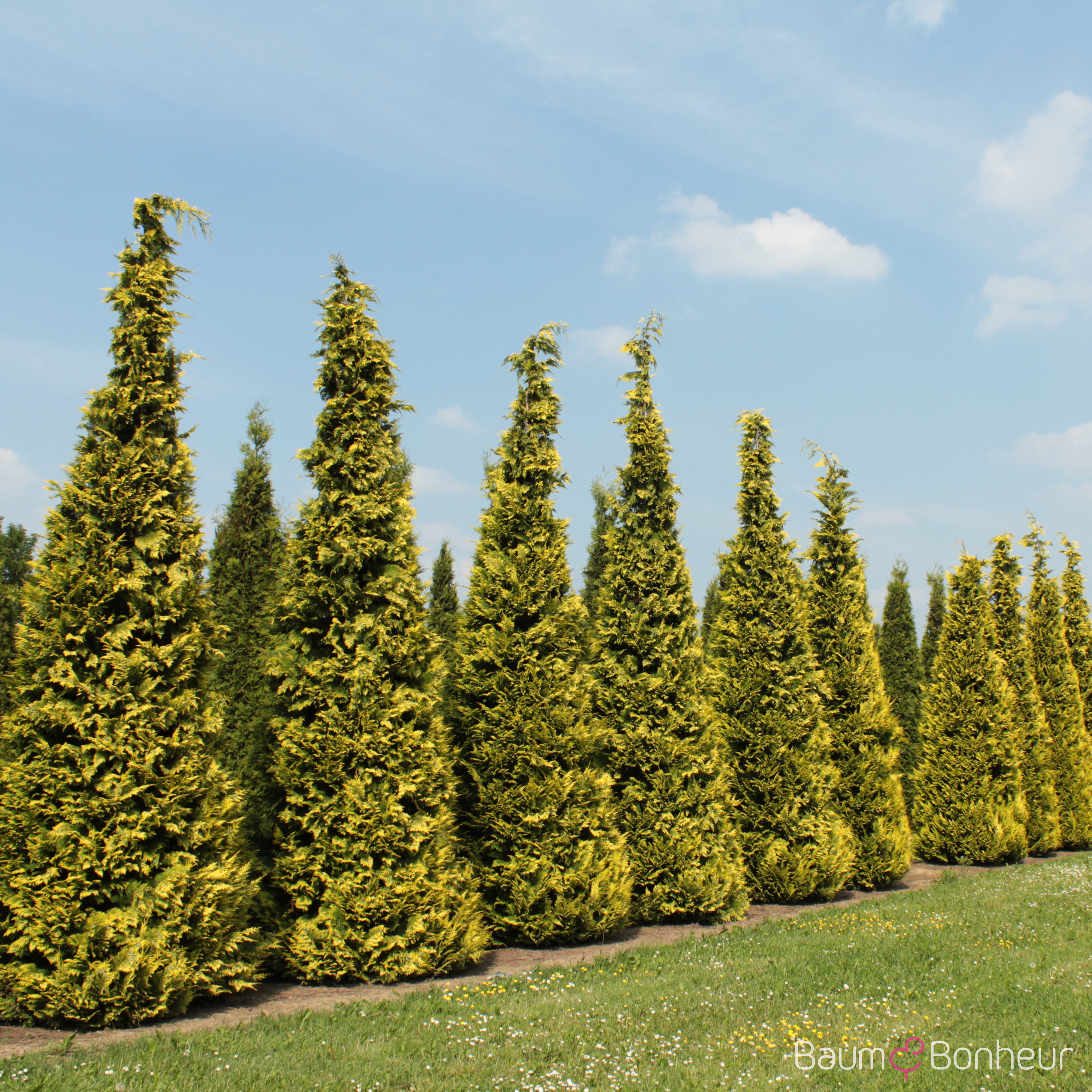 Chamaecyparis lawsoniana 'Ivonne'