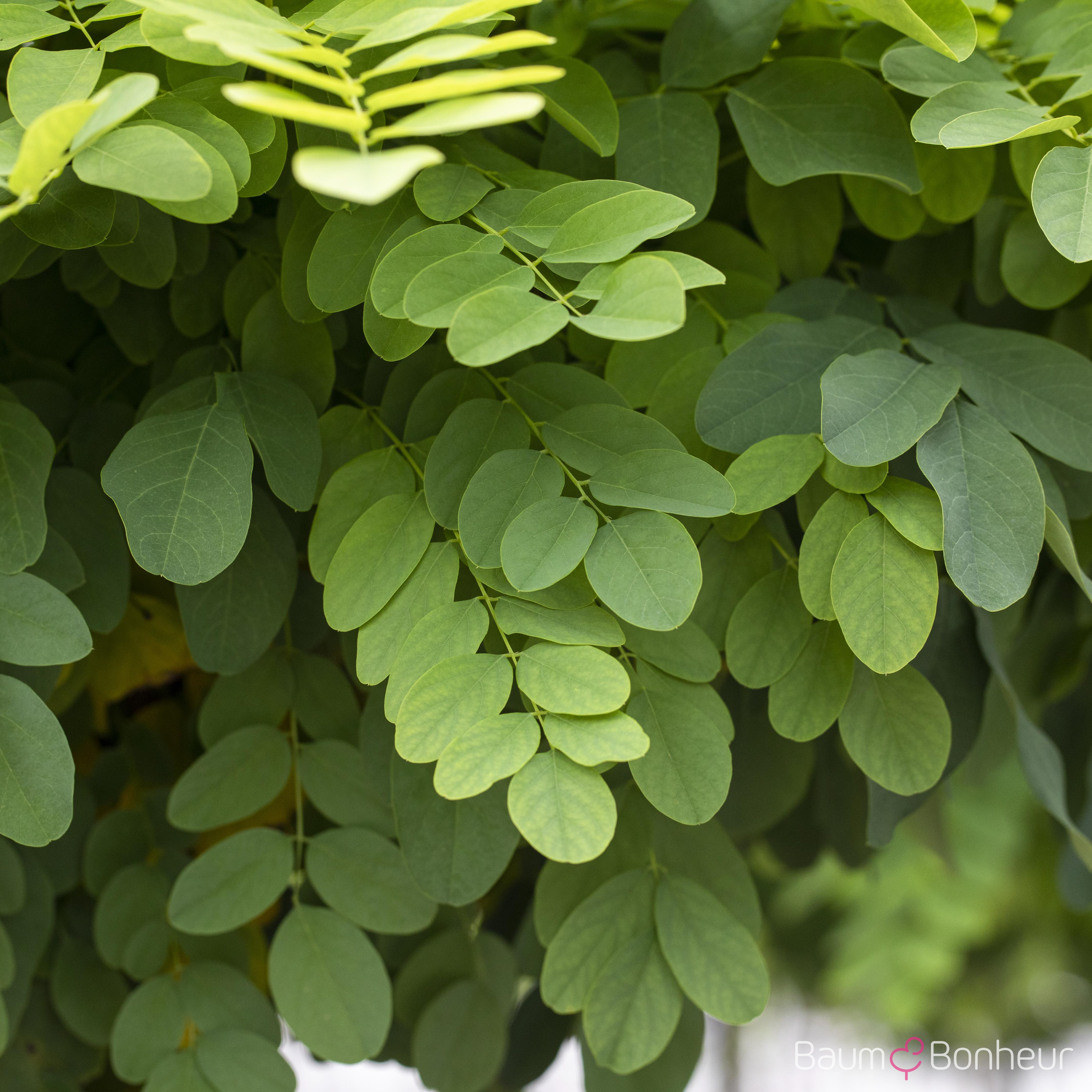 Robinia pseudoacacia 'Umbraculifera'