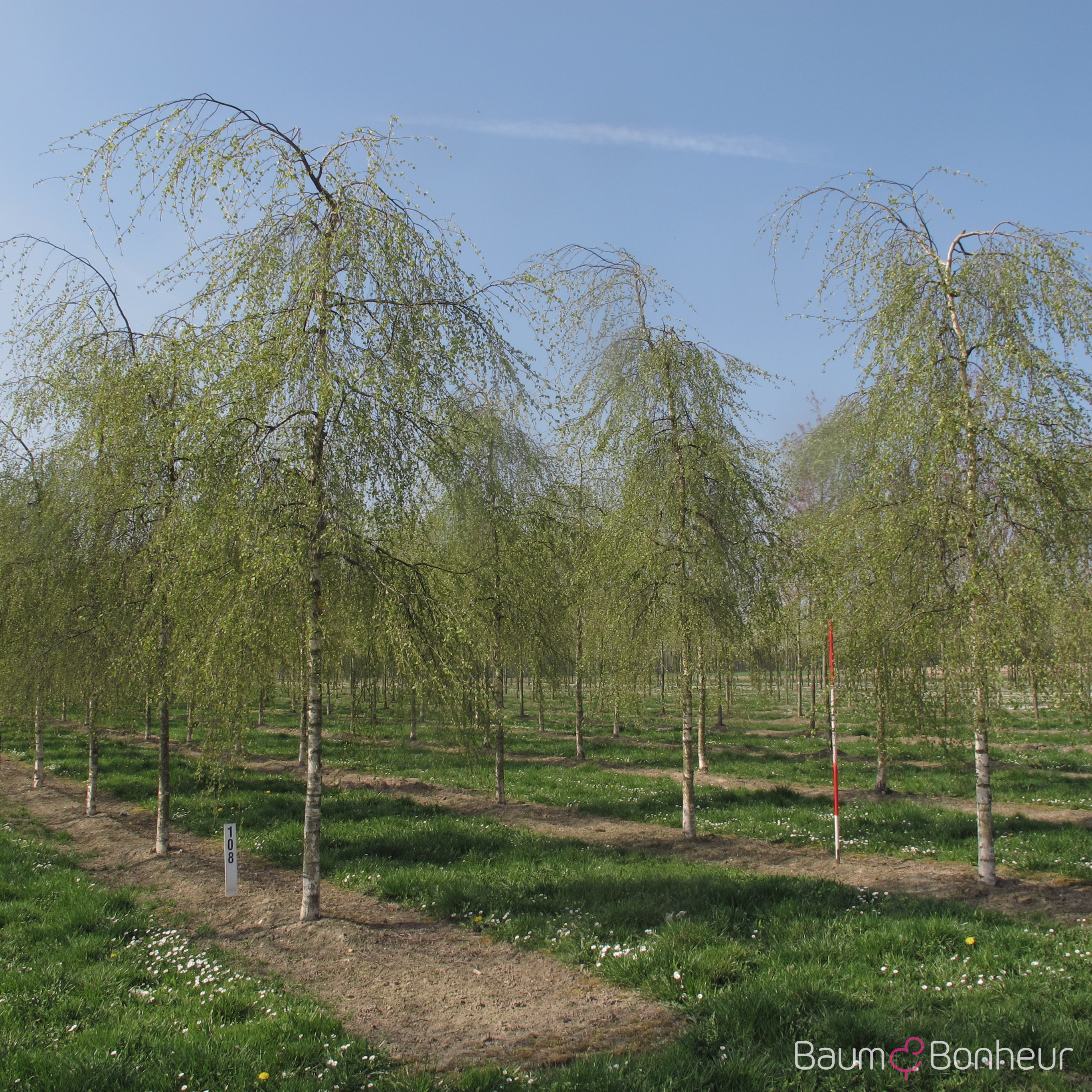 Betula pendula 'Youngii'
