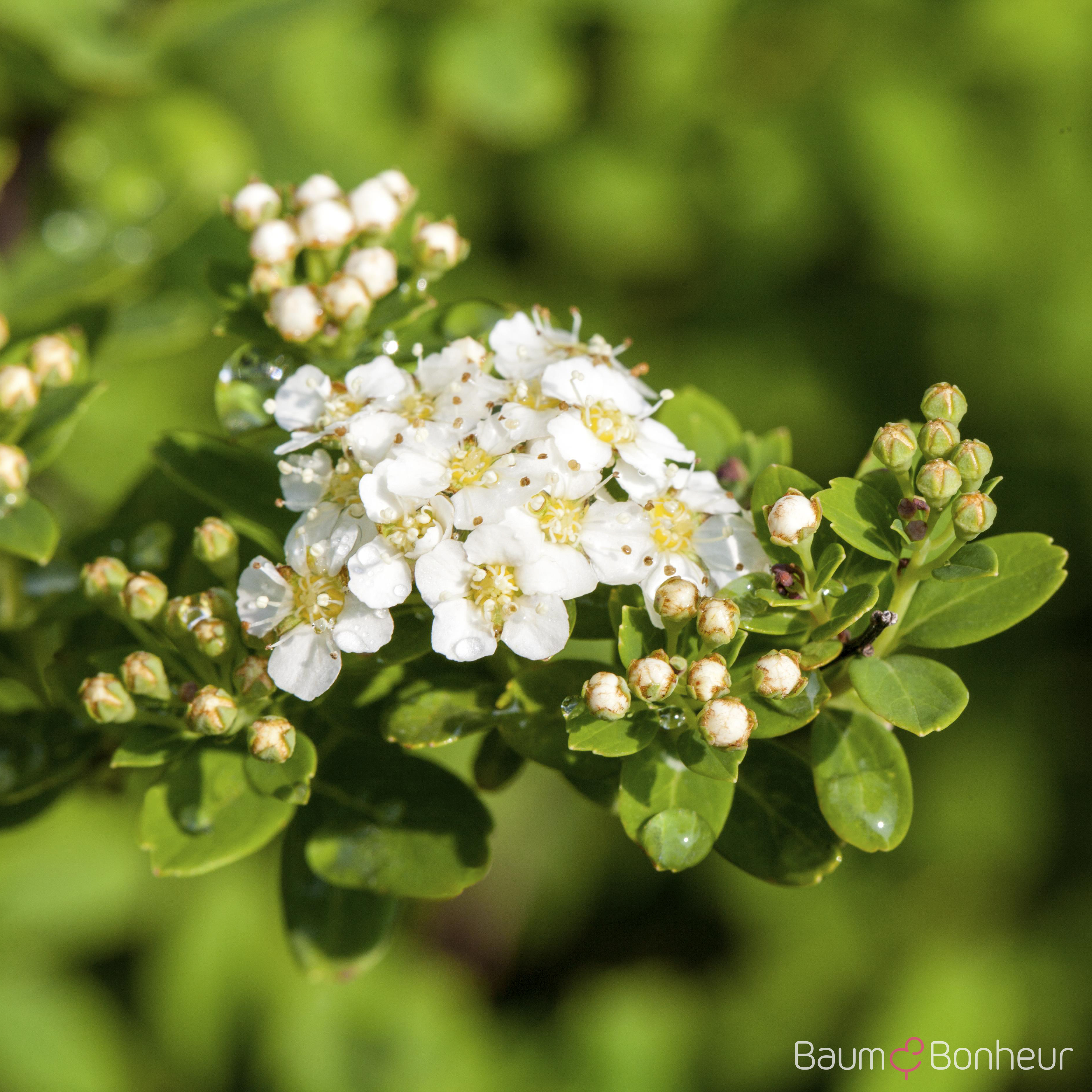 Spiraea nipponica