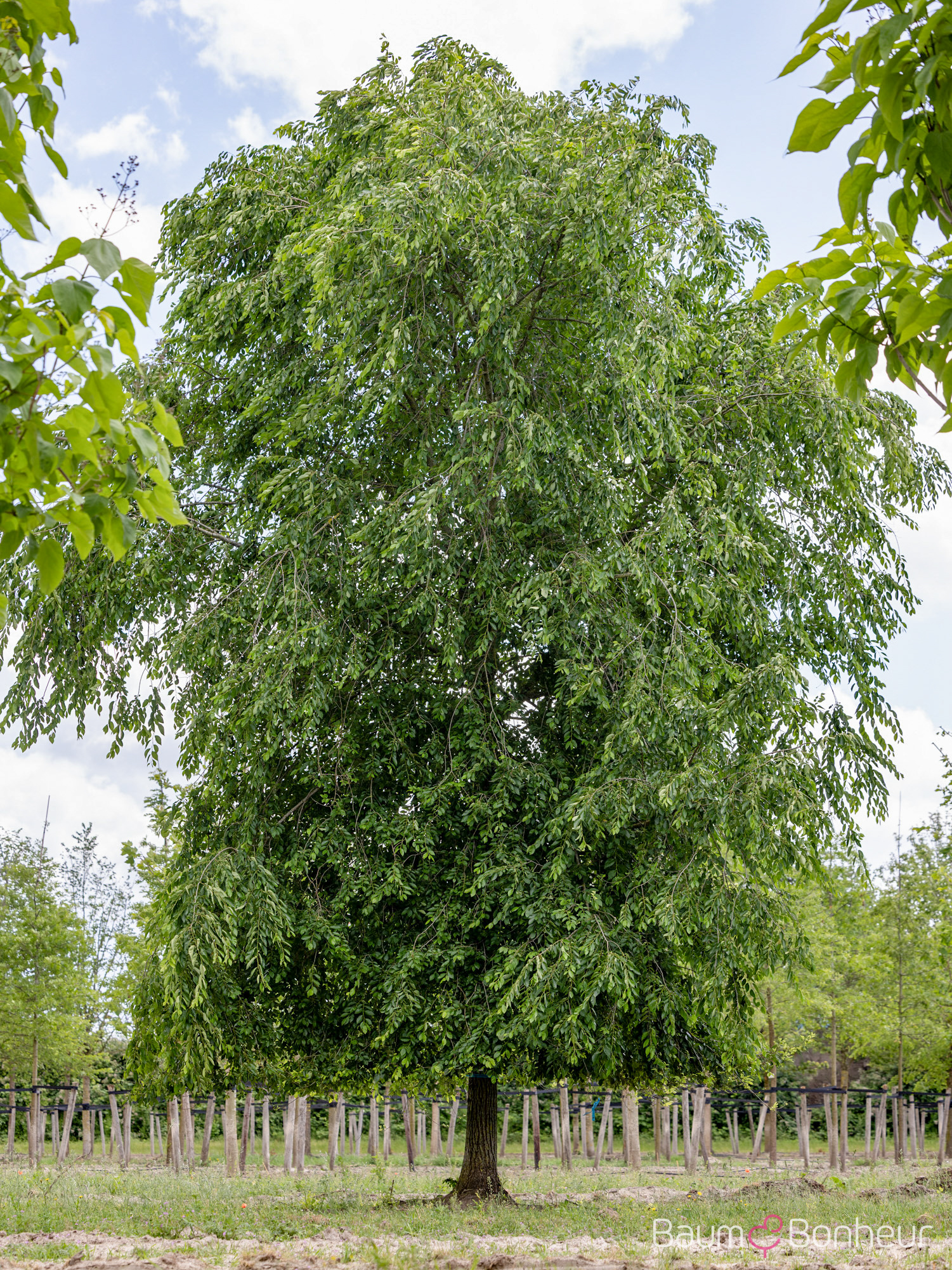 Ulmus 'Homestead'