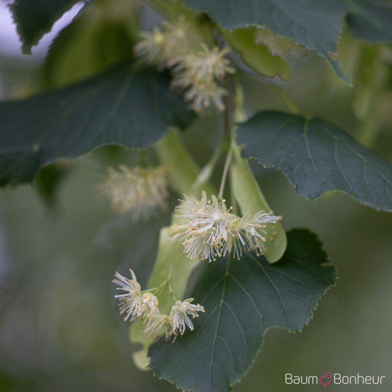 Tilia cordata 'Dila' -S-