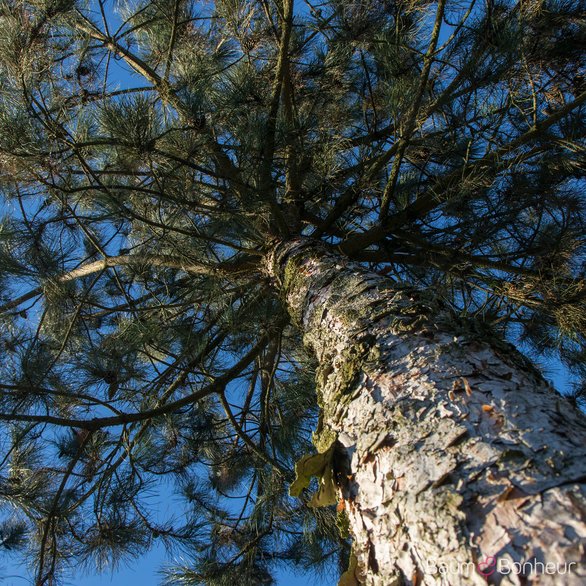 Pinus nigra laricio