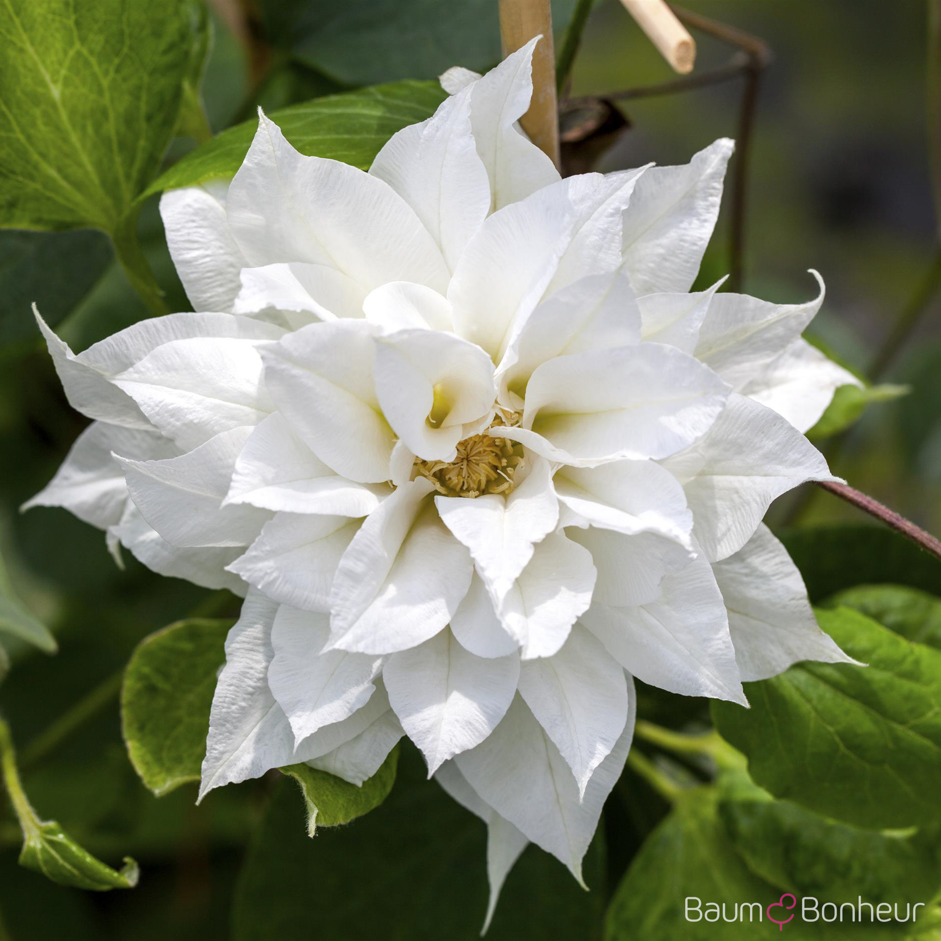 Clematis 'Duchess of Edinburgh'