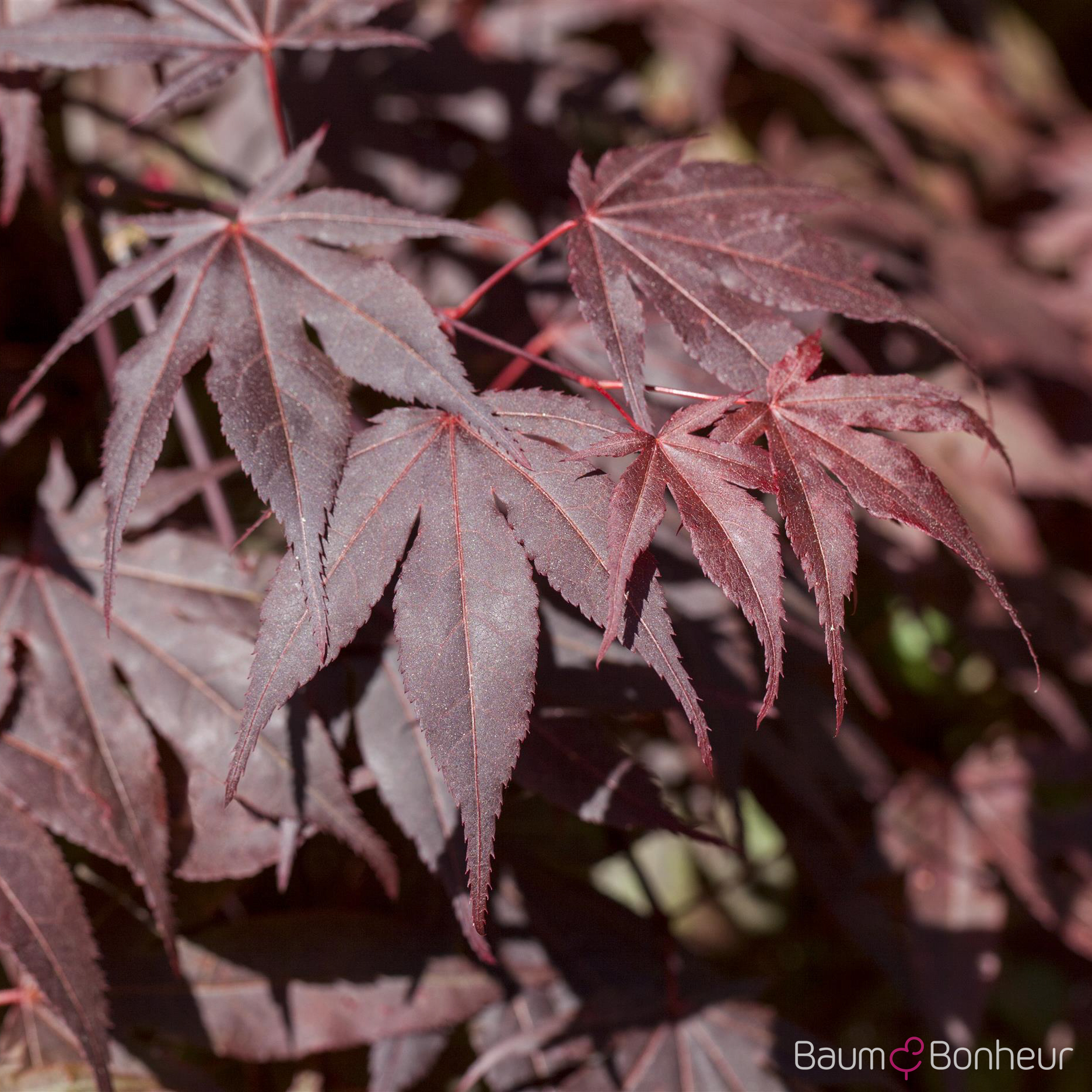 Acer palmatum 'Bloodgood'