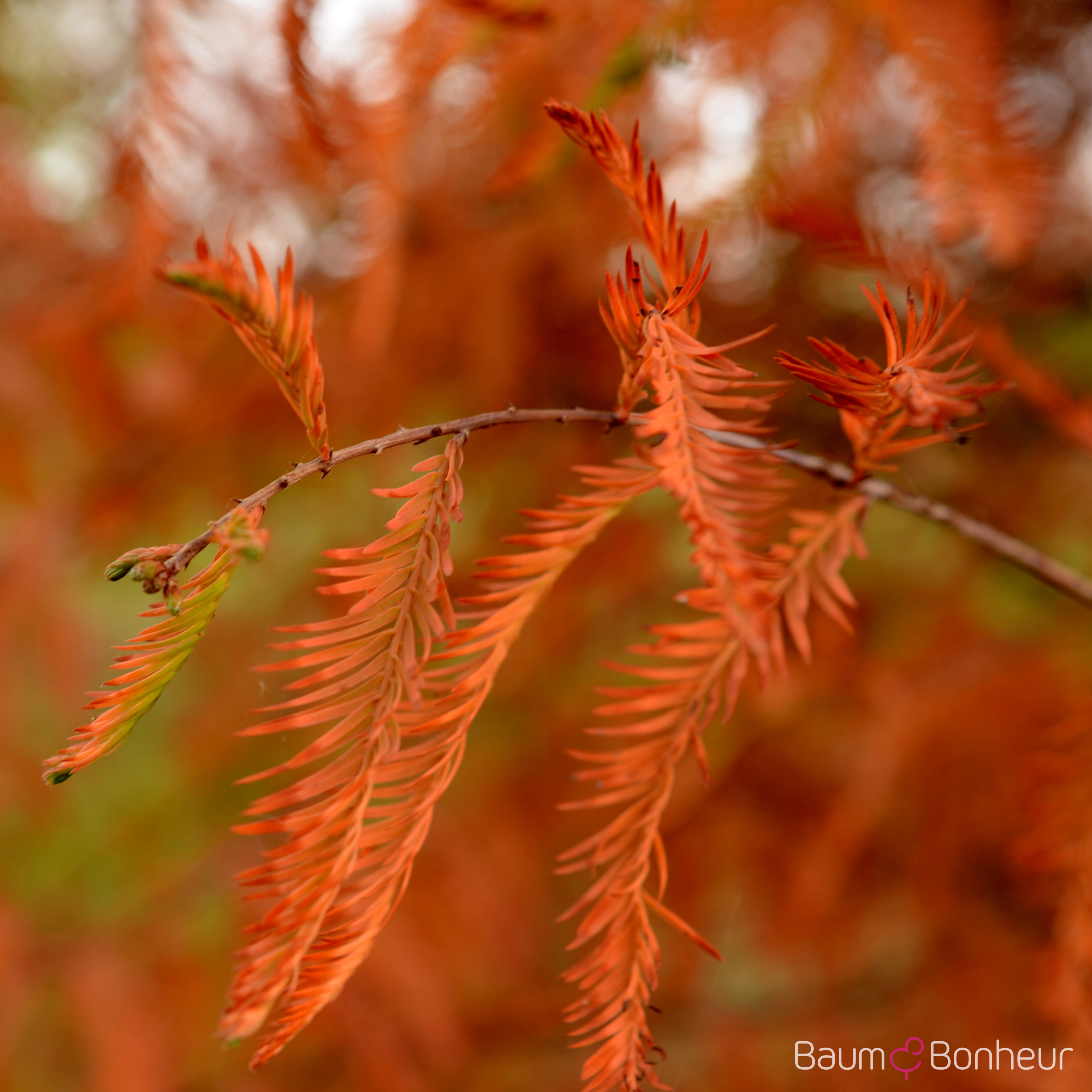 Taxodium distichum