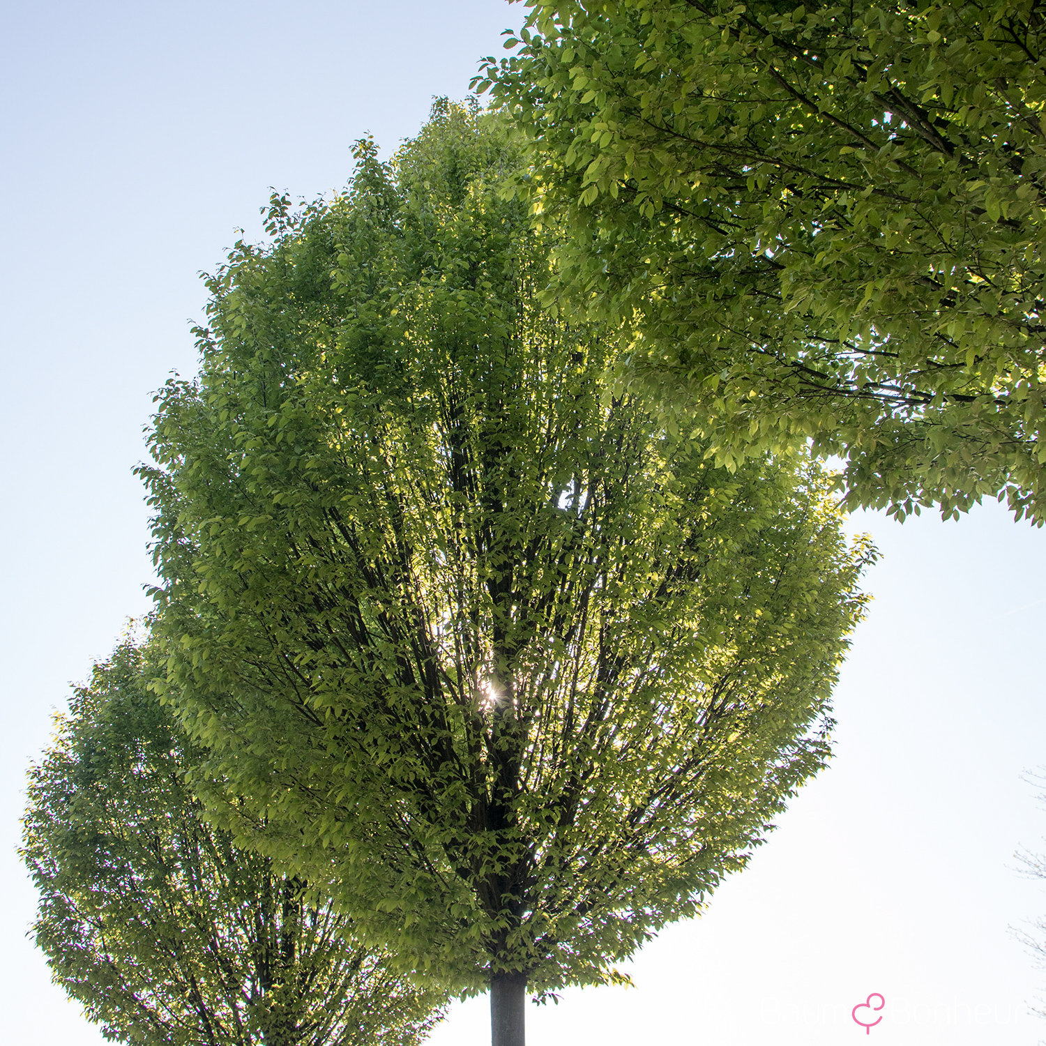 Carpinus betulus 'Fastigiata'