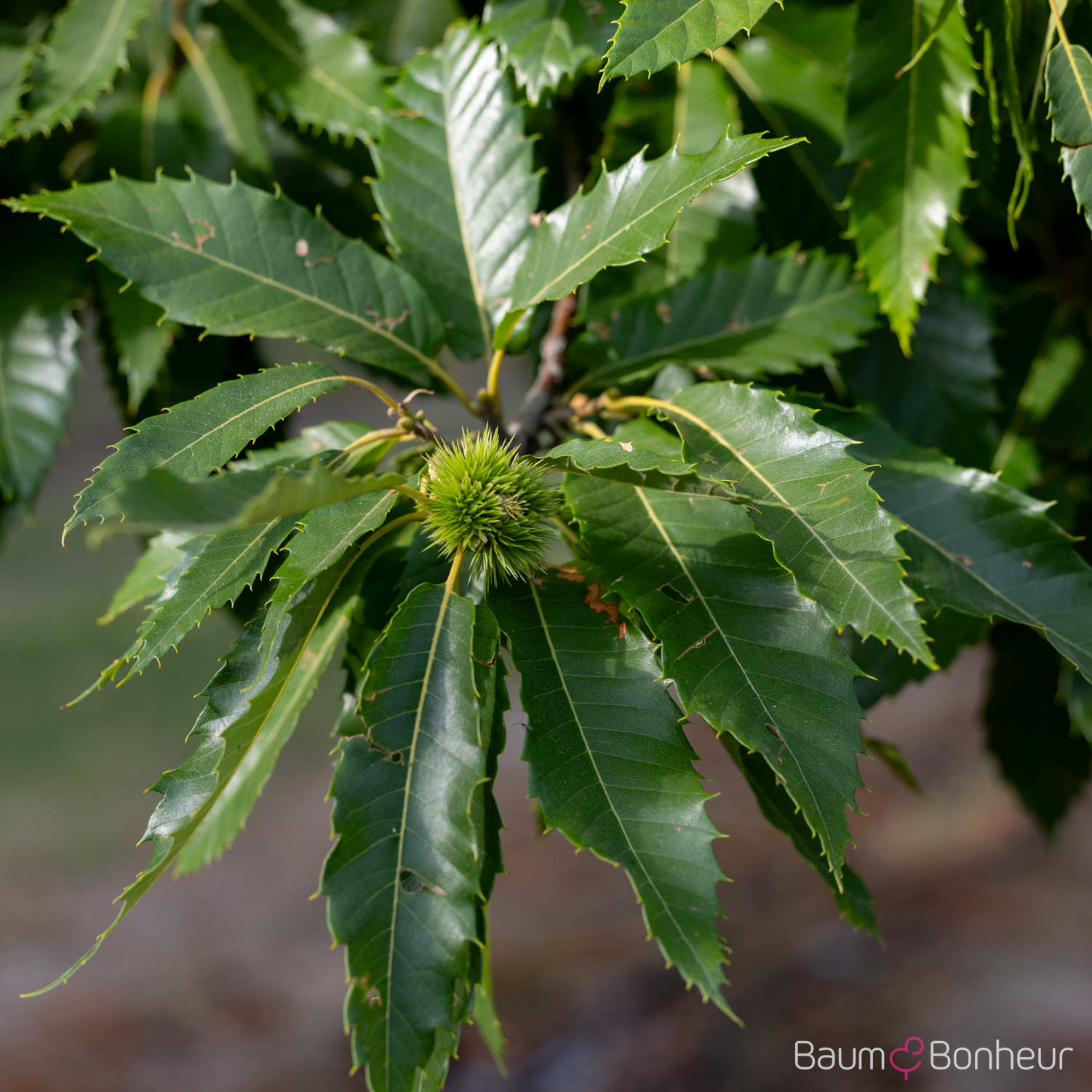Castanea sativa