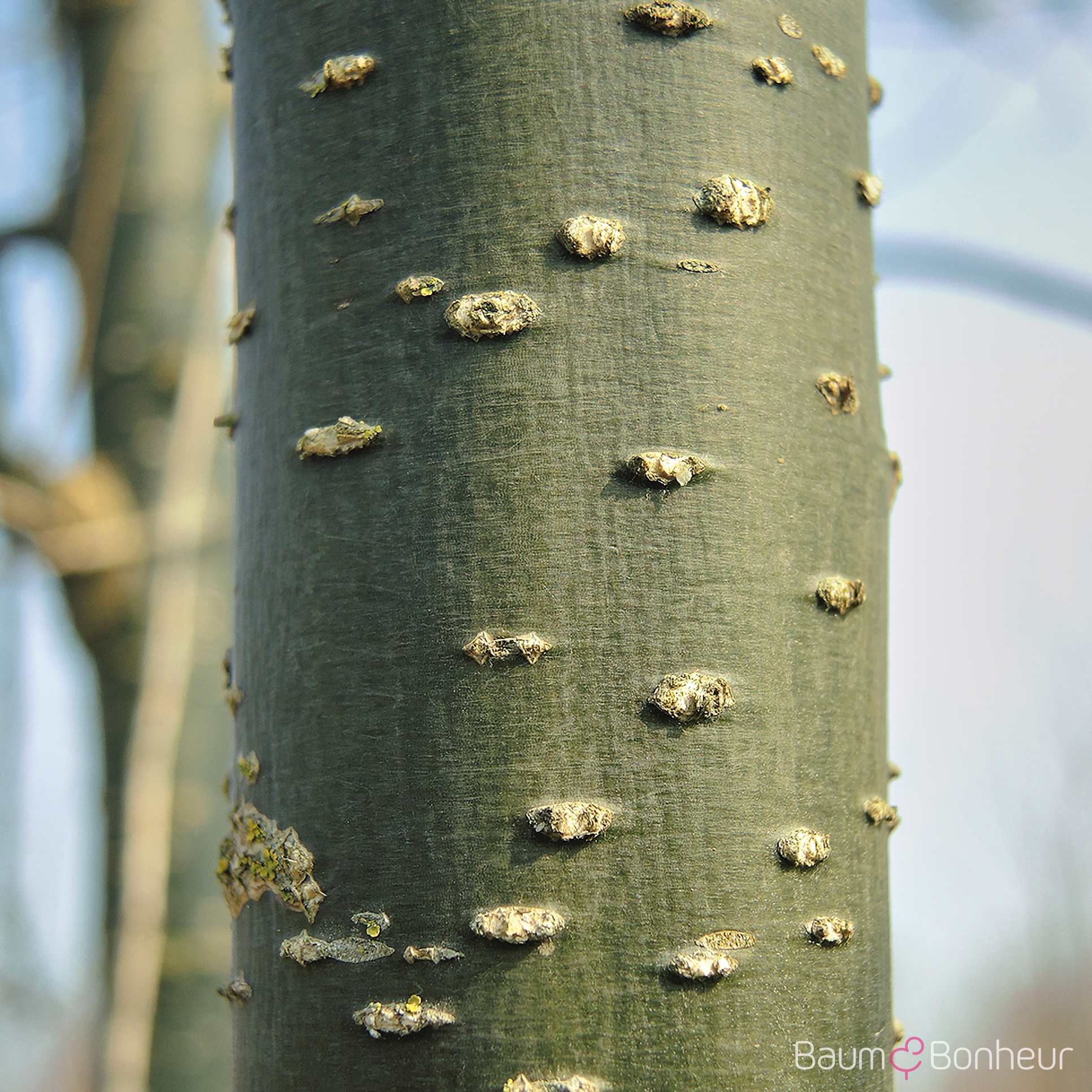 Sophora japonica