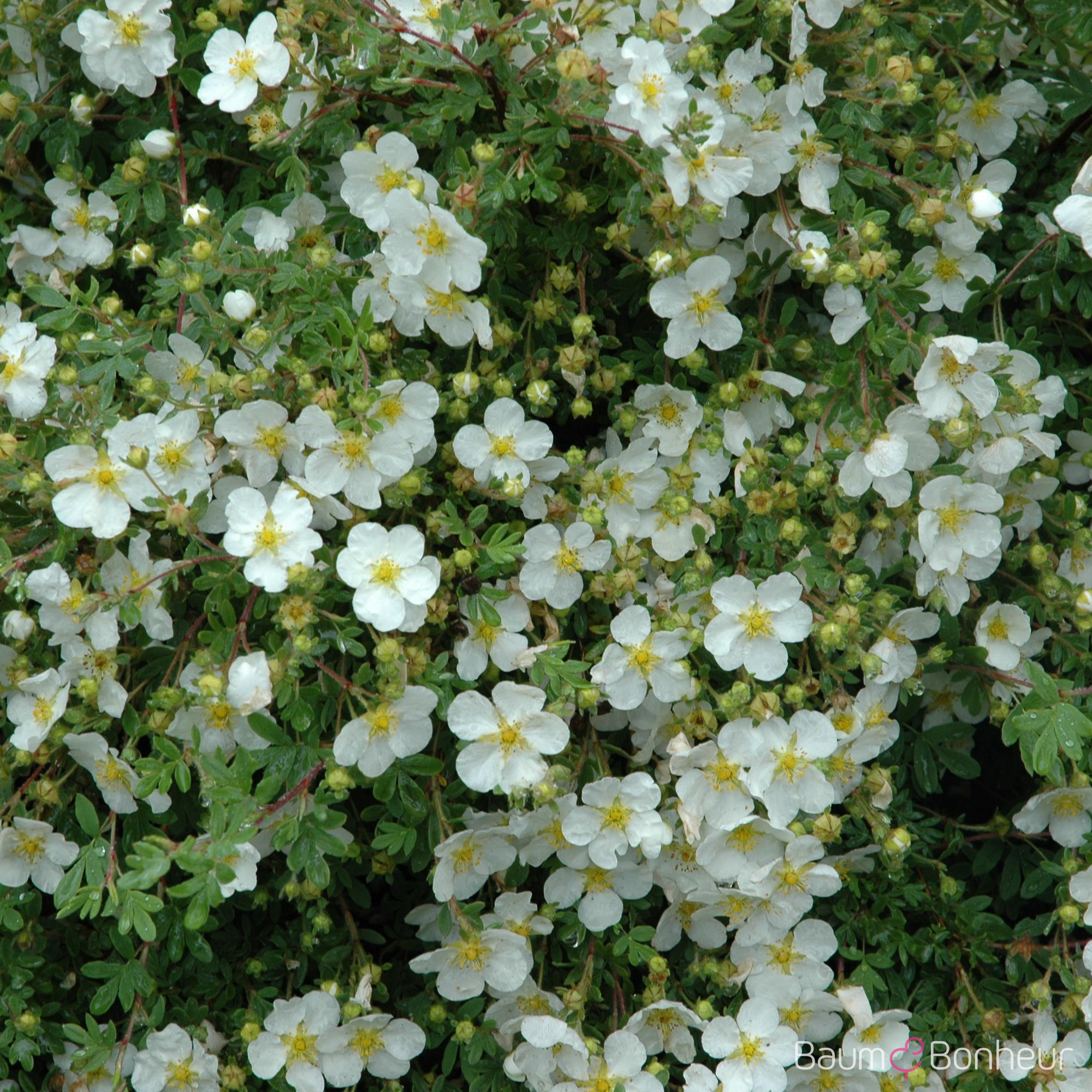 Potentilla fruticosa 'Snowflake'