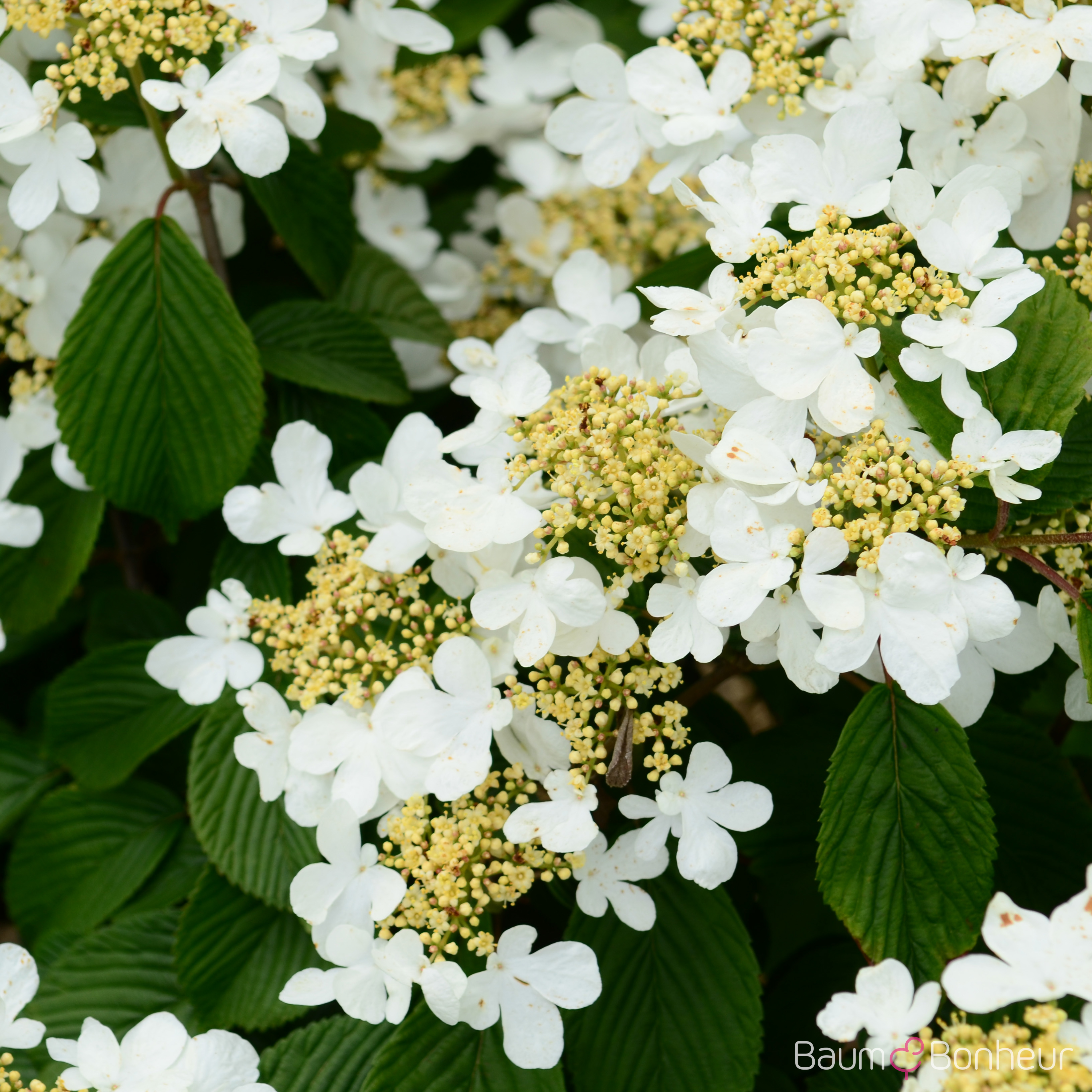 Viburnum plicatum 'Mariesii'