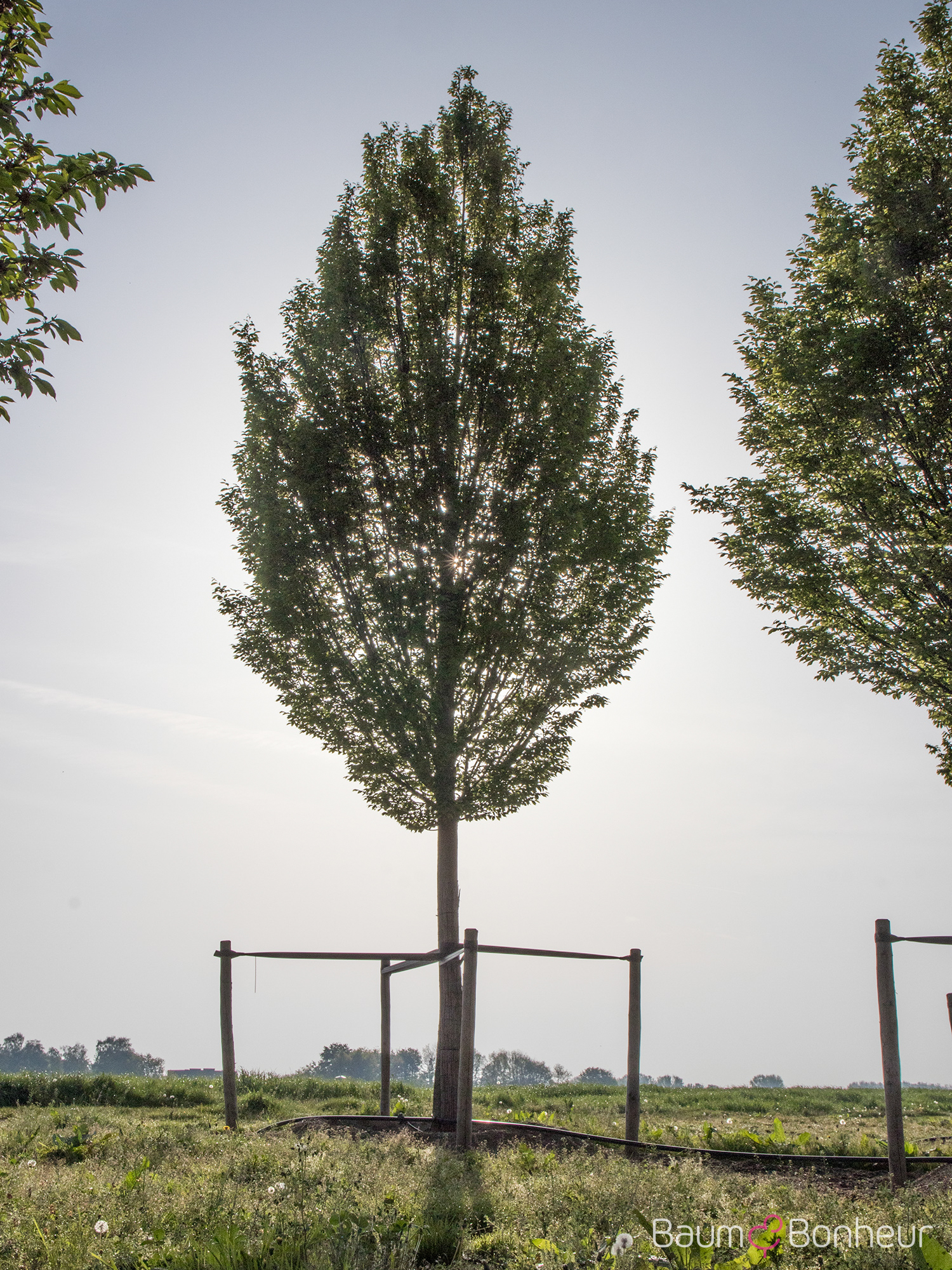 Carpinus betulus 'Fastigiata'