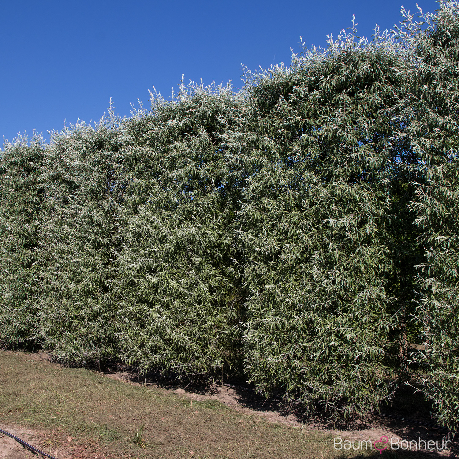 Pyrus salicifolia