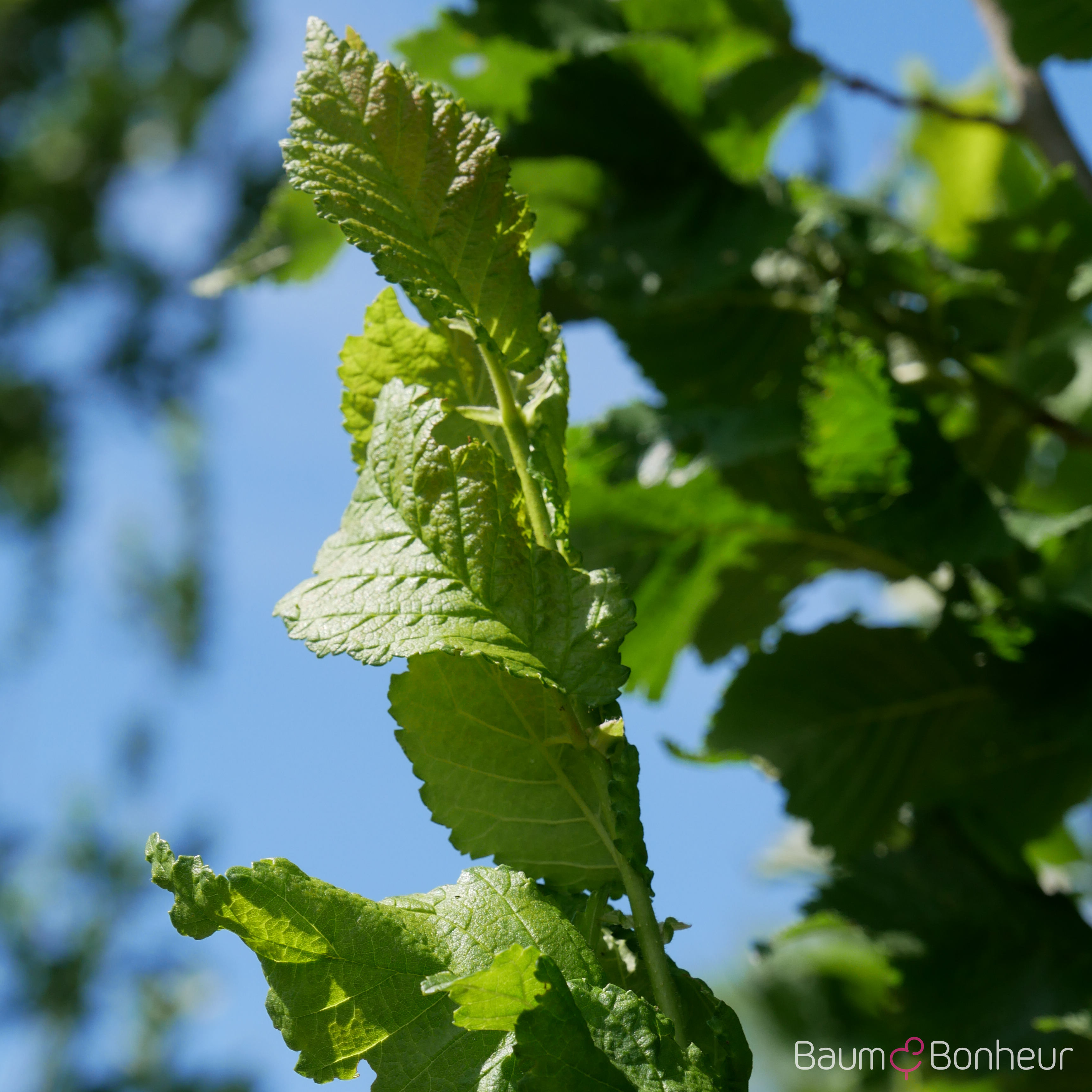 Ulmus 'Columella' -S-