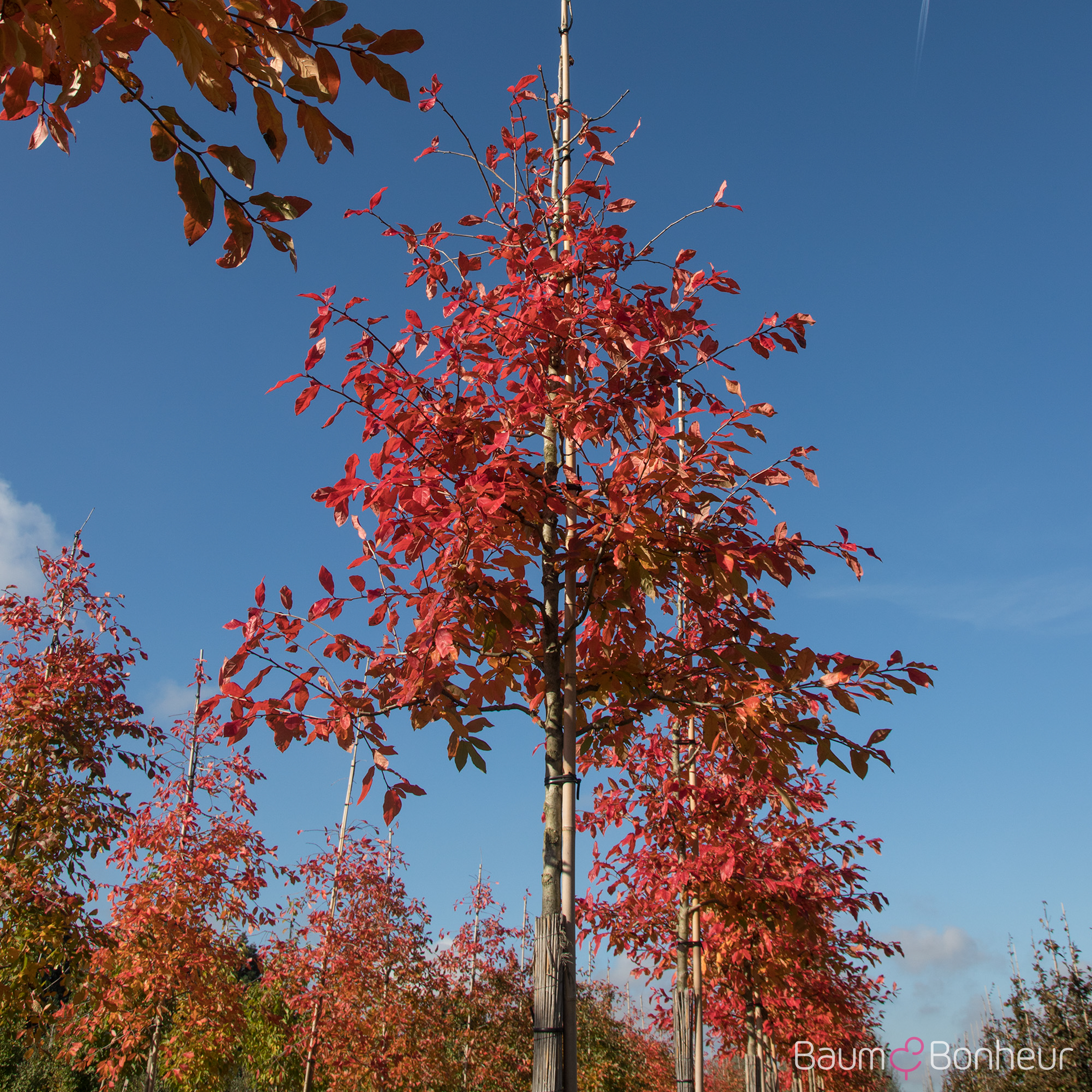 Nyssa sylvatica 'Autumn Burst'
