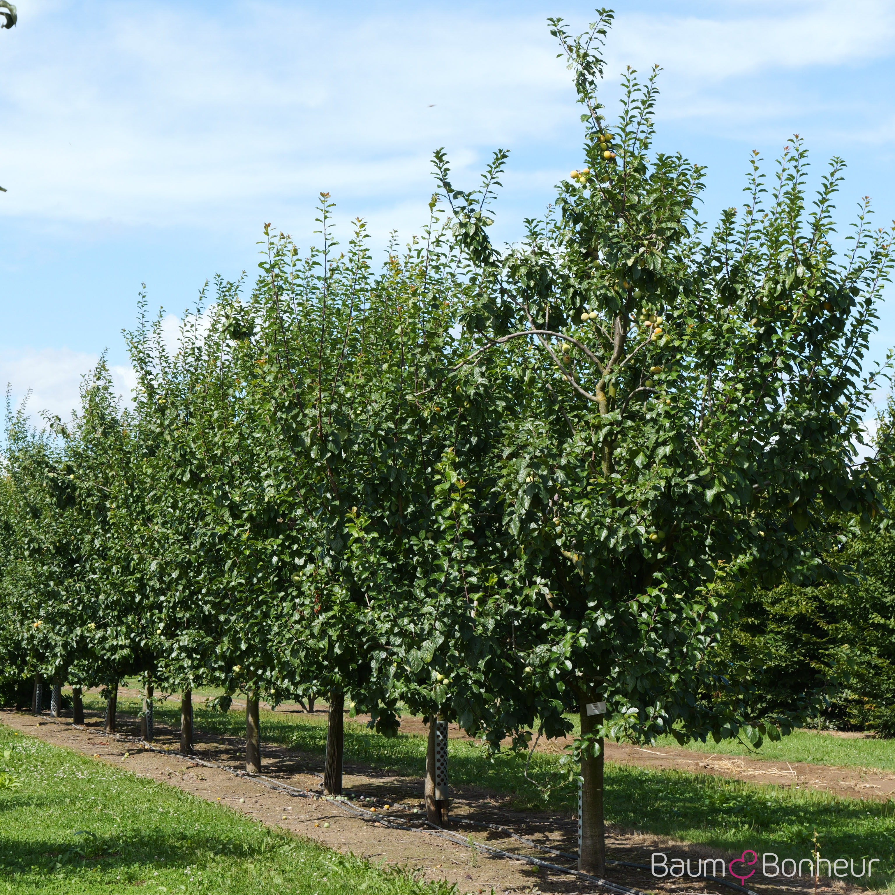 Prunus domestica 'Oullins Reneklode'